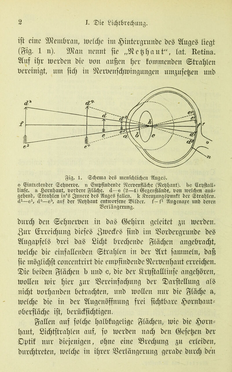 I. ®ie £id)t6rec£)ung. ift eine SDtembran, meid)e im §intergrunbe be§ 2luge§ liegt (gtg. 1 n). “Statt nennt fie „9tci$baut, tat. Retina. 9tnf itjr tnerben bie üott auffen l)er fommenben ©trauten bereinigt, tttn fiel) in Sterbenfdjlbingungen untjnfe|en nnb $ig. 1. «Schema be§ ntenfdfticfyen 2litge8. o ©intretenber ©efyneroe. n ©mpftnbenbe Aftern enftädje (^e&fiant). bc (£rtjftad= lirtfe* a ^ornfjaut, norbere $Iad)e. d—e (2—4) ©egenftänbe, oon weldjen att§- geljenb, (Strafen in*§ innere be§ 2luge§ faden, k ÄrettjuitgS^unlt ber ©tragen. d1—e1, d&—e5, auf ber -We^aut entworfene Vilber. f-f1 ‘itugena^e unb bereit Verlängerung. bttrdf beit Selfnerben in ba§ (Setjirn geleitet gtt tnerbett. 3ur Gsrreidfung biefe§ fftbecfe» ftttb int SSorbergrunbe be§ 3lugaf>fet§ brei ba$> Sidjt bredfenbe gtädjcn angebradd, luetdfe bie einfaüenbeit ©trauten in ber Strt fammetn, baß fie inögtidjft conceittrirt bie entpfittbenbe 9terben^aut erreichen. 5Die beibetx Stächen b nnb c, bie ber .frbftatttinfe angeboren, tbbllen tbir t)ier gut SSereittfac^ung ber Sarftettung at§ nidjt bor^anben betradjten, unb Ibotleit nur bie gtädje a, mcldjc bie in ber Slugenöffnung frei fidjtbare |tornlimtt= oberftädfe ift, berücfficfjtigen. galten auf fotdfe t)alblttgelige gtädjcit, tbie bie §otn= baut, £id)tftrat)ten auf, fo toerben nad) beit ©efe|en ber Dptit nur biejenigen, ohne eine SSredjung gu erteibeu, burdjtreten, tuetdje in ihrer SSertängerung gerabe bttrd) beit