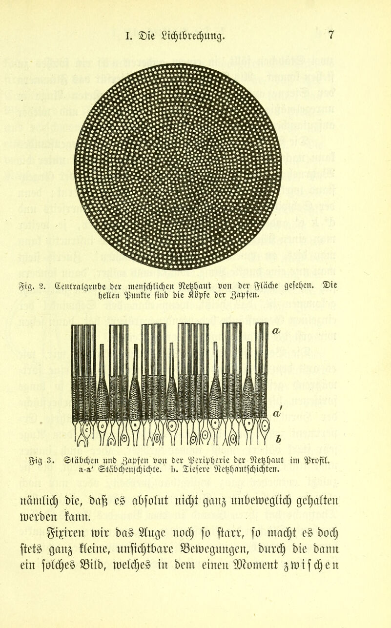 fttg. 2. (Sentratgritbe ber menfd)Iid)en üftepaut boit ber $Iäd)e gefefjetn 2)ie fetten fünfte finb bte ^öpfe bei* 3a:pfem ftig 3, ©tabuen unb Rapfen öon ber ^eripfjerie ber $ftet$f)aut im Profit a-a' ©tätigen]Siebte* b. liefere S^e^aittfc^id^ten. närnlid) bte, baf$ e% abfolnt nidjt gan$ nnbeineglid) gehalten Serben famt. gieren ttrir ba§ Singe nod) fo ftarr, fo mctcöt e§ bodj ftet§ gan$ fleine, nnfidjtbare §3etoegnngen, bnrd) bte bamt ein fold)e§ SSilb, tteldje§ in bem einen SJtoment ätoifdjen