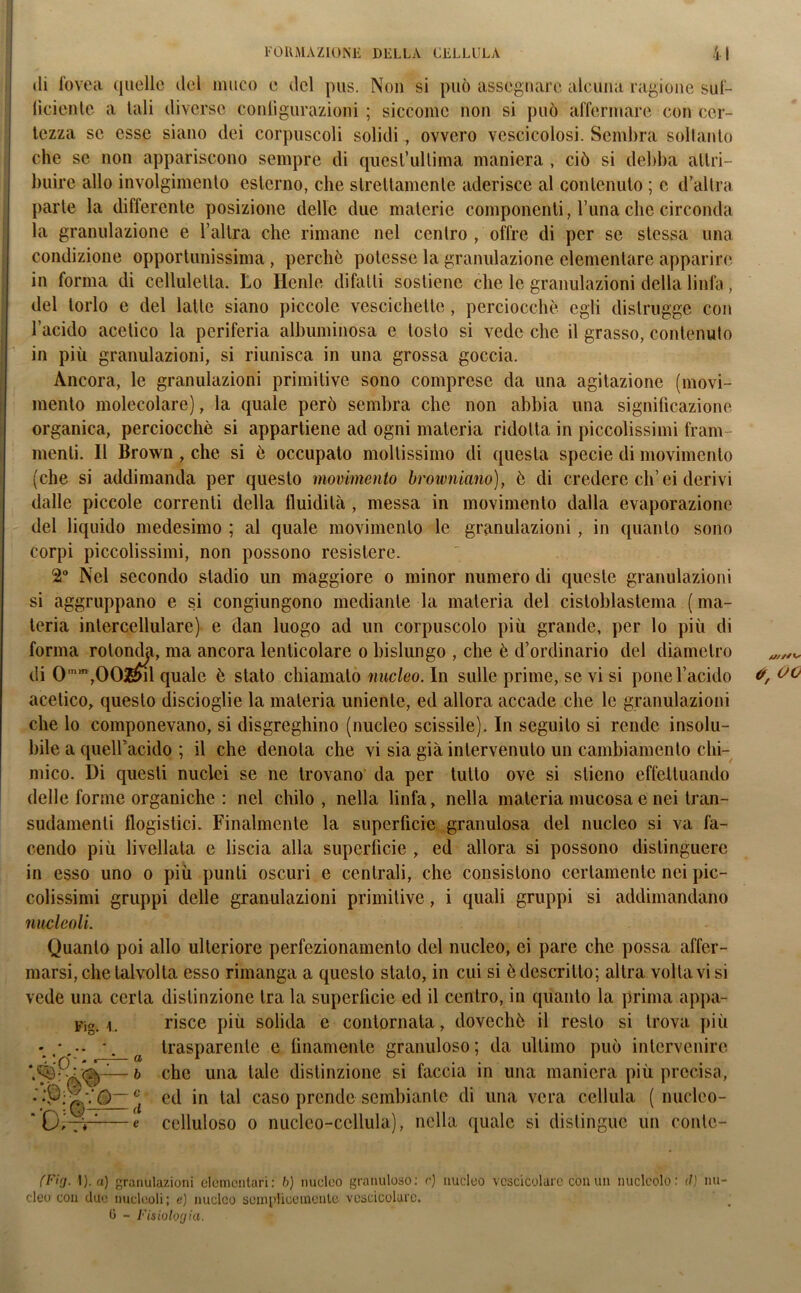 «li fovea quelle del muco e del pus. Non si può assegnare alcuna ragione suf- ficiente a tali diverse configurazioni ; siccome non si può affermare con cer- tezza se esse siano dei corpuscoli solidi , ovvero vescicolosi. Sembra soltanto che se non appariscono sempre di quesl’ullima maniera , ciò si debba attri- buire allo involgimento esterno, che strettamente aderisce al contenuto ; c d’altra parte la differente posizione delle due materie componenti, l’una che circonda la granulazione e l’altra che rimane nel centro , offre di per se stessa una condizione opportunissima, perchè potesse la granulazione elementare apparire in forma di celluletta. Lo Ilenle difatti sostiene che le granulazioni della linfa, del torlo e del latte siano piccole vescichette, perciocché egli distrugge con l’acido acetico la periferia albuminosa e tosto si vede che il grasso, contenuto in più granulazioni, si riunisca in una grossa goccia. Ancora, le granulazioni primitive sono comprese da una agitazione (movi- mento molecolare), la quale però sembra che non abbia una significazione organica, perciocché si appartiene ad ogni materia ridotta in piccolissimi fram- menti. Il Brown, che si è occupato moltissimo di questa specie di movimento (che si addimanda per questo movimento browniano), è di credere eli’ ei derivi dalle piccole correnti della fluidità , messa in movimento dalla evaporazione del liquido medesimo ; al quale movimento le granulazioni , in quanto sono corpi piccolissimi, non possono resistere. 2° Nel secondo stadio un maggiore o minor numero di queste granulazioni si aggruppano e si congiungono mediante la materia del cistoblastema ( ma- teria intercellulare) e dan luogo ad un corpuscolo più grande, per lo più di forma rotonda, ma ancora lenticolare o bislungo , che è d’ordinario del diametro di Omm,OOjg>il quale è stato chiamato nucleo. In sulle prime, se vi si pone l’acido acetico, questo discioglie la materia irniente, ed allora accade che le granulazioni che lo componevano, si disgreghino (nucleo scissile). In seguilo si rende insolu- bile a queiracido ; il che denota che vi sia già intervenuto un cambiamento chi- mico. Di questi nuclei se ne trovano da per tutto ove si slieno effettuando delle forme organiche : nel chilo, nella linfa, nella materia mucosa e nei tran- sudamenti flogistici. Finalmente la superficie granulosa del nucleo si va fa- cendo più livellata e liscia alla superficie , ed allora si possono distinguere in esso uno o più punti oscuri e centrali, che consistono certamente nei pic- colissimi gruppi delle granulazioni primitive, i quali gruppi si addimandano nucleoli. Quanto poi allo ulteriore perfezionamento del nucleo, ei pare che possa affer- marsi, che talvolta esso rimanga a questo stalo, in cui si è descritto; altra voltavi si vede una certa distinzione tra la superficie ed il centro, in quanto la prima appa- risce più solida e contornala, dovechè il resto si trova più trasparente e finamente granuloso ; da ultimo può intervenire che una tale distinzione si faccia in una maniera più precisa, ed in tal caso prende sembiante di una vera cellula ( nucleo - celluloso o nucleo-cellula), nella quale si distingue un conlc- Fig. v4'°’: :©-v- v :C: U.rT a b c d e (Firj. 1). a) granulazioni elementari: b) nucleo granuloso: r) nucleo vescicolare con un nucleolo: (fi nu- cleo con due nucleoli; e) nucleo sempftoemente vescicolare. 0 - Fisiologira.