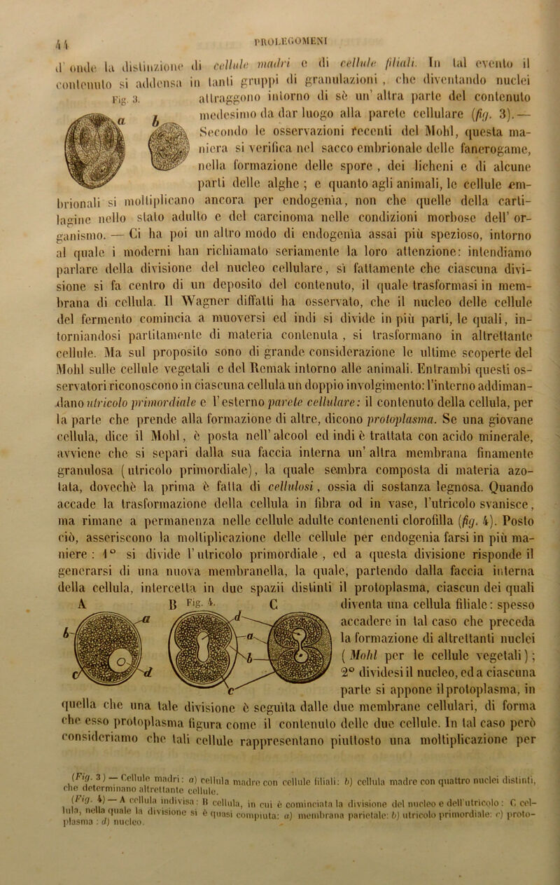 il' onde Ui distinzioni* di callide madri e di cellula fdiali In lai evento il contenuto si addenso in tanti gruppi di granulazioni , che diventando nuclei attraggono intorno di sè un’ altra parte del contenuto medesimo da dar luogo alla parete cellulare (fig. 3).— Secondo le osservazioni recenti del Molli, questa ma- niera si verifica nel sacco embrionale delle fanerogame, nella formazione delle spore , dei licheni c di alcune parti delle alghe ; e quanto agli animali, le cellule em- brionali si moltiplicano ancora per endogenia, non che quelle della carti- lagine nello stalo adulto e del carcinoma nelle condizioni morbose dell’ or- ganismo. — Ci ha poi un altro modo di endogenia assai più spezioso, intorno al quale i moderni han richiamato seriamente la loro attenzione: intendiamo parlare della divisione del nucleo cellulare, si fattamente che ciascuna divi- sione si fa centro di un deposito del contenuto, il quale trasformasi in mem- brana di cellula. 11 Wagner diffatli ha osservato, che il nucleo delle cellule del fermento comincia a muoversi ed indi si divide in più parli, le quali, in- torniandosi parlitamente di materia contenuta , si trasformano in altrettante cellule. Ma sul proposito sono di grande considerazione le ultime scoperte del Molli sulle cellule vegetali e del Remali intorno alle animali. Entrambi questi os- servatori riconoscono in ciascuna cellula un doppio involgimento: l’interno addiman- danoatricolo primordiale e l’esterno parole cellulare: il contenuto della cellula, per la parte che prende alla formazione di altre, dicono protoplasma. Se una giovane cellula, dice il Molli, ò posta nell’ alcool ed indi è trattata con acido minerale, avviene che si separi dalla sua faccia interna un’ altra membrana finamente granulosa ( otricolo primordiale), la quale sembra composta di materia azo- tata, dovechè la prima è fatta di cellulosi, ossia di sostanza legnosa. Quando accade la trasformazione della cellula in fibra od in vaso, l’utricolo svanisce, ma rimane a permanenza nelle cellule adulte contenenti clorofilla (fig. 4). Posto ciò, asseriscono la moltiplicazione delle cellule per endogenia farsi in più ma- niere : 1 ° si divide l’otricolo primordiale , ed a questa divisione risponde il generarsi di una nuova membranella, la quale, partendo dalla faccia interna della cellula, intercetta in due spazii distinti il protoplasma, ciascun dei quali diventa una cellula filiale: spesso accadere in tal caso che preceda la formazione di altrettanti nuclei ( Molti per le cellule vegetali ) ; 2° dividesi il nucleo, ed a ciascuna parie si appone il protoplasma, in quella che una tale divisione ò seguita dalle due membrane cellulari, di forma che esso protoplasma figura come il contenuto delle due cellule. In tal caso però consideriamo che tali cellule rappresentano piuttosto una moltiplicazione per (Fi(j.ji) Cellule madri: a) cellula madre con cellule liliali: b) cellula madre con quattro nuclei distinti, che determinano altrettante cellule. (/'Ó7. 4) A cellula indivisa : li cellula, in cui è cominciata la divisione del nucleo e dell utricolo : C cel- lula, nella quale la divisione si è quasi compiuta: a) membrana parietale: b) utricolo primordiale: c) proto- plasma : d) nucleo. ‘ r