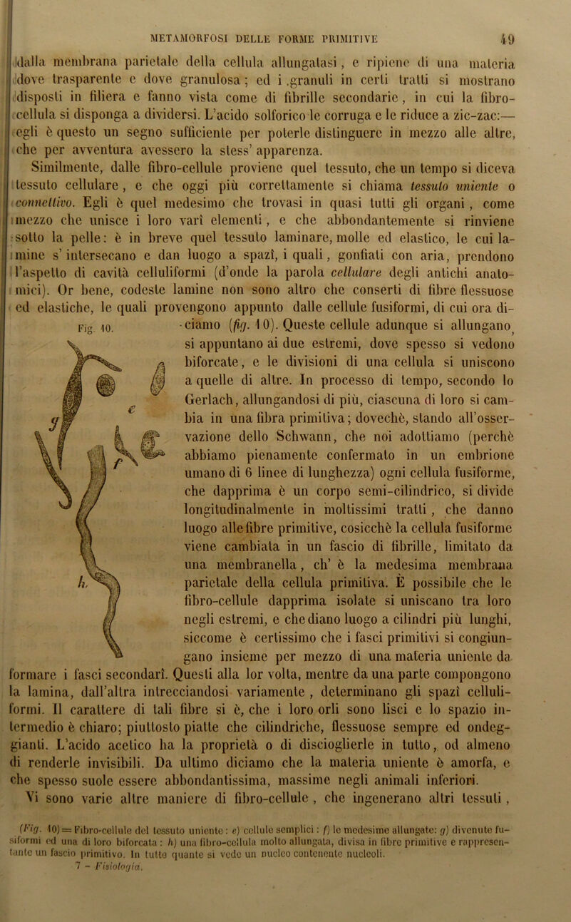 klalla membrana parietale della cellula allungatasi, e ripiene di una materia i dove trasparente e dove granulosa ; ed i .granuli in certi tratti si mostrano disposti in filiera e fanno vista come di fibrille secondarie, in cui la libro- cellula si disponga a dividersi. L’acido solforico le corruga e le riduce a zic-zac:— egli è questo un segno sufficiente per poterle distinguere in mezzo alle altre, che per avventura avessero la stess’ apparenza. Similmente, dalle libro-cellule proviene quel tessuto, che un tempo si diceva tessuto cellulare , e che oggi più correttamente si chiama tessuto irniente o connettivo. Egli è quel medesimo che trovasi in quasi tutti gli organi , come mezzo che unisce i loro vari elementi, e che abbondantemente si rinviene sotto la pelle: è in breve quel tessuto laminare, molle ed elastico, le cui la- mine s’intersecano e dan luogo a spazi, i quali, gonfiati con aria, prendono l’aspetto di cavità celluliformi (d’onde la parola cellulare degli antichi anato- mici). Or bene, codeste lamine non sono altro che conserti di fibre flessuose ed elastiche, le quali provengono appunto dalle cellule fusiformi, di cui ora di- Fig io. ciamo (fìg. 10). Queste cellule adunque si allungano si appuntano ai due estremi, dove spesso si vedono biforcate, e le divisioni di una cellula si uniscono a quelle di altre. In processo di tempo, secondo lo Gerlach, allungandosi di più, ciascuna di loro si cam- bia in una fibra primitiva; dovechè, stando all’osser- vazione dello Schwann, che noi adottiamo (perché abbiamo pienamente confermalo in un embrione umano di 6 linee di lunghezza) ogni cellula fusiforme, che dapprima è un corpo semi-cilindrico, si divide longitudinalmente in mollissimi tratti, che danno luogo alle fibre primitive, cosicché la cellula fusiforme viene cambiala in un fascio di fibrille, limitato da una membranella, eh’ è la medesima membrana parietale della cellula primitiva. È possibile che le libro-cellule dapprima isolate si uniscano tra loro negli estremi, e che diano luogo a cilindri più lunghi, siccome è certissimo che i fasci primitivi si congiun- gano insieme per mezzo di una materia uniente da formare i fasci secondari. Questi alla lor volta, mentre da una parte compongono la lamina, dall’altra intrecciandosi variamente , determinano gli spazi celluli- formi. Il carattere di tali fibre si è, che i loro orli sono lisci e lo spazio in- termedio è chiaro; piuttosto piatte che cilindriche, flessuose sempre ed ondeg- gianti. L’acido acetico ha la proprietà o di discioglierle in tutto, od almeno di renderle invisibili. Da ultimo diciamo che la materia uniente è amorfa, c che spesso suole essere abbondantissima, massime negli animali inferiori. Vi sono varie altre maniere di fibro-cellule , che ingenerano altri tessuti, (Iurj. 10) = Fibro-cellule del tessuto uniente : c) cellule semplici : f) lo medesime allungate: g) divenute fu- siformi ed una di loro biforcata : h) una libro-cellula molto allungala, divisa in fibre primitive e rappresen- tante un fascio primitivo. In tutte quante si vede un nucleo contenente nucleoli. 7 - Fisiologia,