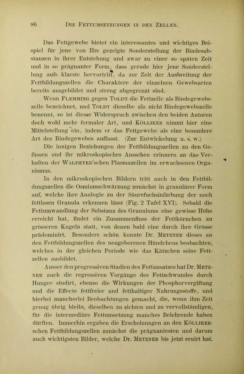 Das Fettgewebe bietet ein interessantes und wichtiges Bei- spiel für jene von His gezeigte Sonderstellung der Bindesub- stanzen in ihrer Entstehung und zwar zu einer so späten Zeit und in so prägnanter Form, dass gerade hier jene Sonderstel- lung aufs klarste hervortritt, da zur Zeit der Ausbreitung der Fettbildungszellen die Charaktere der einzelnen Gewebsarten bereits ausgebildet und streng abgegrenzt sind. Wenn Flemming gegen Toldt die Fettzelle als Bindegewebs- zelle bezeichnet, und Toldt dieselbe als nicht Bindegewebszelle benennt, so ist dieser Widerspruch zwischen den beiden Autoren doch wohl mehr formaler Art, und Kölltker nimmt hier eine Mittelstellung ein, indem er das Fettgewebe als eine besondere Art des Bindegewebes auffasst. (Zur Entwickelung u. s. w.) Die innigen Beziehungen der Fettbildungszellen zu den Ge- fässen und ihr mikroskopisches Aussehen erinnern an das Ver- halten der WaldeYER’schen Plasmazellen im erwachsenen Orga- nismus. In den mikroskopischen Bildern tritt auch in den Fettbil- dungszellen die Osmiumschwärzung zunächst in granulärer Form auf, welche ihre Analogie zu der Säurefuchsinfärbung der noch fettlosen Granula erkennen lässt (Fig. 2 Tafel XVI). Sobald die Fettumwandlung der Substanz des Granulums eine gewisse Höhe erreicht hat, findet ein Zusammenfluss der Fettkörnchen zu grösseren Kugeln statt, von denen bald eine durch ihre Grösse prädominirt. Besonders schön konnte Dr. Metzner dieses an den Fettbildungszellen des neugeborenen Hündchens beobachten, welches in der gleichen Periode wie das Kätzchen seine Fett- zellen ausbildet. Ausser den progressiven Stadien des Fettansatzes hat Dr. Metz- ner auch die regressiven Vorgänge des Fettschwundes durch Hunger studirt, ebenso die Wirkungen der Phosphorvergiftung und die Effecte fettfreier und fetthaltiger Nahrungsstoffe, und hierbei mancherlei Beobachtungen gemacht, die, wenn ihm Zeit genug übrig bleibt, dieselben zu sichten und zu vervollständigen, für die intermediäre Fettumsetzung manches Belehrende haben dürften. Immerhin ergaben die Erscheinungen an den Kölltker- schen Fettbildungszellen zunächst die prägnantesten und darum auch wichtigsten Bilder, welche Dr. Metzner bis jetzt eruirt hat.