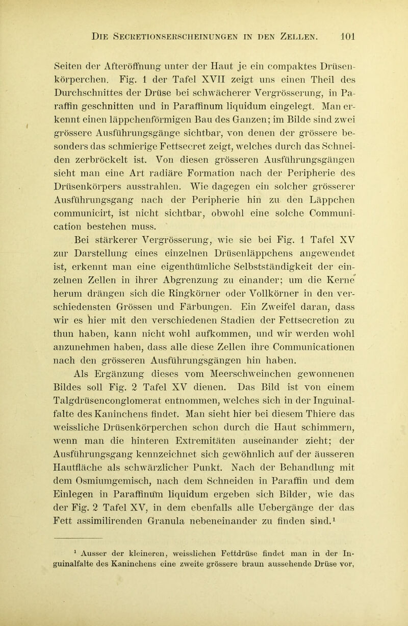 Seiten der Afteröffnung- unter der Haut je ein compaktes Drüsen- körperchen. Fig. 1 der Tafel XVII zeigt uns einen Theil des Durchschnittes der Drüse hei schwächerer Vergrösserung, in Pa- raffin geschnitten und in Paraffinum liquidum eingelegt. Man er- kennt einen läppchenförmigen Bau des Ganzen; im Bilde sind zwei grössere Ausführungsgänge sichtbar, von denen der grössere be- sonders das schmierige Fettsecret zeigt, welches durch das Schnei- den zerbröckelt ist. Von diesen grösseren Ausführungsgängen sieht man eine Art radiäre Formation nach der Peripherie des Drüsenkörpers ausstrahlen. Wie dagegen ein solcher grösserer Ausführungsgang nach der Peripherie hin zu den Läppchen communicirt, ist nicht sichtbar, obwohl eine solche Communi- cation bestehen muss. Bei stärkerer Vergrösserung, wie sie bei Fig. 1 Tafel XV zur Darstellung eines einzelnen Drüsenläppchens angewendet ist, erkennt man eine eigenthümliche Selbstständigkeit der ein- zelnen Zellen in ihrer Abgrenzung zu einander; um die Kerne herum drängen sich die Ringkörner oder Vollkörner in den ver- schiedensten Grössen und Färbungen. Ein Zweifel daran, dass wir es hier mit den verschiedenen Stadien der Fettsecretion zu thun haben, kann nicht wohl aufkommen, und wir werden wohl anzunehmen haben, dass alle diese Zellen ihre Communicationen nach den grösseren Ausführungsgängen hin haben. Als Ergänzung dieses vom Meerschweinchen gewonnenen Bildes soll Fig. 2 Tafel XV dienen. Das Bild ist von einem Talgdrüsenconglomerat entnommen, welches sich in der Inguinal- falte des Kaninchens findet. Man sieht hier bei diesem Thiere das weissliche Drüsenkörperchen schon durch die Haut schimmern, wenn man die hinteren Extremitäten auseinander zieht; der Ausführungsgang kennzeichnet sich gewöhnlich auf der äusseren Hautfläche als schwärzlicher Punkt. Nach der Behandlung mit dem Osmiumgemisch, nach dem Schneiden in Paraffin und dem Einlegen in Paraffinum liquidum ergeben sich Bilder, wie das der Fig. 2 Tafel XV, in dem ebenfalls alle Uebergänge der das Fett assimilirenden Granula nebeneinander zu finden sind.1 1 Ausser der kleineren, weisslichen Fettdrüse findet man in der In- guinalfalte des Kaninchens eine zweite grössere braun aussehende Drüse vor,