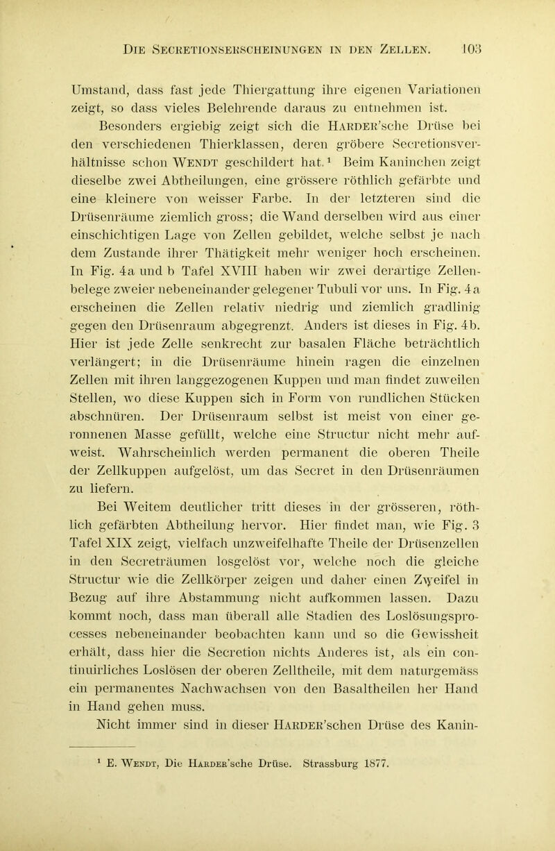 Umstand, dass fast jede Thiergattung ihre eigenen Variationen zeigt, so dass vieles Belehrende daraus zu entnehmen ist. Besonders ergiebig zeigt sich die HARDER’sche Drüse bei den verschiedenen Thierklassen, deren gröbere Secretionsver- hältnisse schon Wendt geschildert hat 1 Beim Kaninchen zeigt dieselbe zwei Abtheilungen, eine grössere röthlich gefärbte und eine kleinere von weisser Farbe. In der letzteren sind die Drüsenräume ziemlich gross; die Wand derselben wird aus einer einschichtigen Lage von Zellen gebildet, welche selbst je nach dem Zustande ihrer Thätigkeit mehr weniger hoch erscheinen. In Fig. 4 a und b Tafel XVIII haben wir zwei derartige Zellen - belege zweier nebeneinander gelegener Tubuli vor uns. In Fig. 4 a erscheinen die Zellen relativ niedrig und ziemlich gradlinig gegen den Drüsenraum abgegrenzt. Anders ist dieses in Fig. 4b. Hier ist jede Zelle senkrecht zur basalen Fläche beträchtlich verlängert; in die Drüsenräume hinein ragen die einzelnen Zellen mit ihren langgezogenen Kuppen und man findet zuweilen Stellen, wo diese Kuppen sich in Form von rundlichen Stücken abschnüren. Der Drüsenraum selbst ist meist von einer ge- ronnenen Masse gefüllt, welche eine Structur nicht mehr auf- weist. Wahrscheinlich werden permanent die oberen Theile der Zellkuppen aufgelöst, um das Secret in den Drüsenräumen zu liefern. Bei Weitem deutlicher tritt dieses in der grösseren, röth- lich gefärbten Abtheilung hervor. Hier findet man, wie Fig. 3 Tafel XIX zeigt, vielfach unzweifelhafte Theile der Drüsenzellen in den Secreträumen losgelöst vor, welche noch die gleiche Structur wie die Zellkörper zeigen und daher einen Zweifel in Bezug auf ihre Abstammung nicht aufkommen lassen. Dazu kommt noch, dass man überall alle Stadien des Loslösungspro- cesses nebeneinander beobachten kann und so die Gewissheit erhält, dass hier die Secretion nichts Anderes ist, als ein con- tinuirliches Loslösen der oberen Zelltheile, mit dem naturgemäss ein permanentes Nachwachsen von den Basaltheilen her Hand in Hand gehen muss. Nicht immer sind in dieser HARDER’schen Drüse des Kanin- 1 E. Wendt, Di« HAßDEft’sche Drüse. Strassburg 1877.