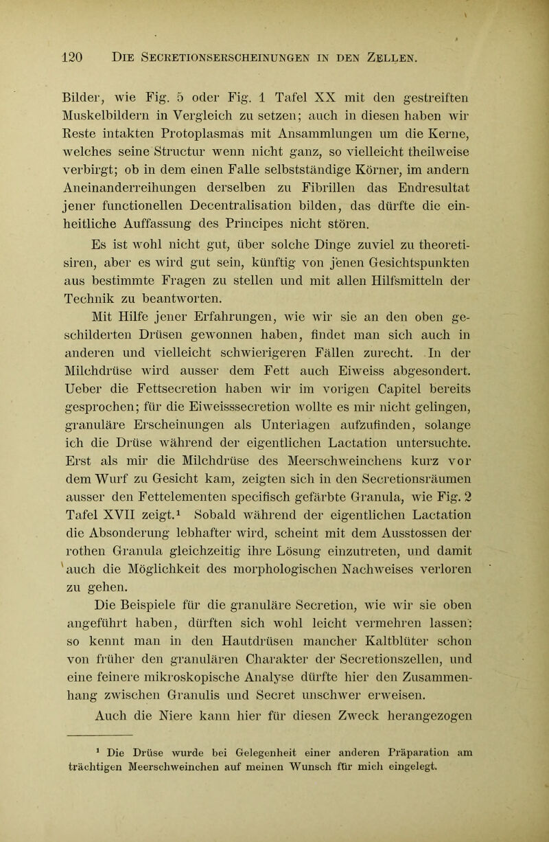 Bilder, wie Fig. 5 oder Fig. 1 Tafel XX mit den gestreiften Muskelbildern in Vergleich zu setzen; auch in diesen haben wir Reste intakten Protoplasmas mit Ansammlungen um die Kerne, welches seine Structur wenn nicht ganz, so vielleicht theilweise verbirgt; ob in dem einen Falle selbstständige Körner, im andern Aneinanderreihungen derselben zu Fibrillen das Endresultat jener functioneilen Decentralisation bilden, das dürfte die ein- heitliche Auffassung des Principes nicht stören. Es ist wohl nicht gut, über solche Dinge zuviel zu theoreti- siren, aber es wird gut sein, künftig von jenen Gesichtspunkten aus bestimmte Fragen zu stellen und mit allen Hilfsmitteln der Technik zu beantworten. Mit Hilfe jener Erfahrungen, wie wir sie an den oben ge- schilderten Drüsen gewonnen haben, findet man sich auch in anderen und vielleicht schwierigeren Fällen zurecht. In der Milchdrüse wird ausser dem Fett auch Eiweiss abgesondert. Ueber die Fettsecretion haben wir im vorigen Capitel bereits gesprochen; für die Eiweisssecretion wollte es mir nicht gelingen, granuläre Erscheinungen als Unterlagen aufzufinden, solange ich die Drüse während der eigentlichen Lactation untersuchte. Erst als mir die Milchdrüse des Meerschweinchens kurz vor dem Wurf zu Gesicht kam, zeigten sich in den Secretionsräumen ausser den Fettelementen specifisch gefärbte Granula, wie Fig. 2 Tafel XVII zeigt.1 Sobald während der eigentlichen Lactation die Absonderung lebhafter wird, scheint mit dem Ausstossen der rothen Granula gleichzeitig ihre Lösung einzutreten, und damit 'auch die Möglichkeit des morphologischen Nachweises verloren zu gehen. Die Beispiele für die granuläre Secretion, wie wir sie oben angeführt haben, dürften sich wohl leicht vermehren lassen; so kennt man in den Hautdrüsen mancher Kaltblüter schon von früher den granulären Charakter der Secretionszellen, und eine feinere mikroskopische Analyse dürfte hier den Zusammen- hang zwischen Granulis und Secret unschwer erweisen. Auch die Niere kann hier für diesen Zweck herangezogen 1 Die Drüse wurde bei Gelegenheit einer anderen Präparation am trächtigen Meerschweinchen auf meinen Wunsch für mich eingelegt.