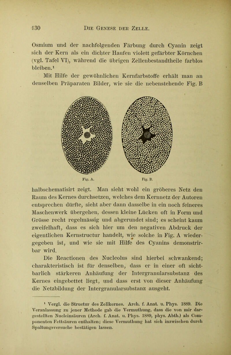 Osmium und der nachfolgenden Färbung durch Cyanin zeigt sich der Kern als ein dichter Haufen violett gefärbter Körnchen (vgl. Tafel VI), während die übrigen Zellenbestandtheile farblos bleiben.1 Mit Hilfe der gewöhnlichen Kernfarbstoffe erhält man an denselben Präparaten Bilder, wie sie die nebenstehende Fig. B Fig. A. Fig. B. halbschematisirt zeigt. Man sieht wohl ein gröberes Netz den Raum des Kernes durchsetzen, welches dein Kernnetz der Autoren entsprechen dürfte, sieht aber dann dasselbe in ein noch feineres Maschenwerk übergehen, dessen kleine Lücken oft in Form und Grösse recht regelmässig und abgerundet sind; es scheint kaum zweifelhaft, dass es sich hier um den negativen Abdruck der eigentlichen Kernstructur handelt, wie solche in Fig. A wieder- gegeben ist, und wie sie mit Hilfe des Cyanins demonstrir- bar wird. Die Reactionen des Nucleolus sind hierbei schwankend; charakteristisch ist für denselben, dass er in einer oft siclit- barlich stärkeren Anhäufung der Intcrgranularsubstanz des Kernes eingebettet liegt, und dass erst von dieser Anhäufung die Netzbildung der Intergranularsubstanz ausgeht. 1 Vergl. die Structur des Zellkernes. Arch. f. Anat. u. Phys. 1889. Die Veranlassung zu jener Methode gab die Vermuthung, dass die von mir dar- gestellten Nucleinsäuren (Arch. f. Anat. u. Phys. 1889, phys. Abth.) als Com- ponenten Fettsäuren enthalten; diese Vermuthung hat sieh inzwischen durch Spaltungsversuche bestätigen lassen.