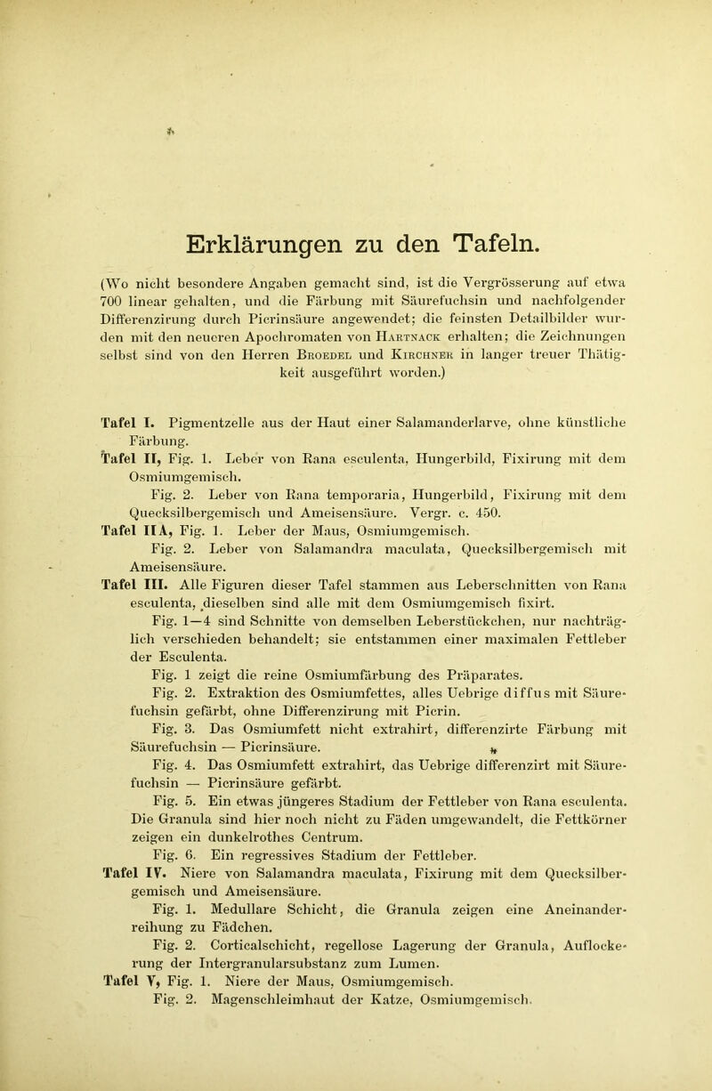 Erklärungen zu den Tafeln. (Wo nicht besondere Angaben gemacht sind, ist die Vergrösserung auf etwa 700 linear gehalten, und die Färbung mit Säurefuchsin und nachfolgender Differenzirung durch Picrinsäure angewendet; die feinsten Detailbilder wur- den mit den neueren Apochromaten von Hartnack erhalten; die Zeichnungen selbst sind von den Herren Broedel und Kirchner in langer treuer Thätig- keit ausgeführt worden.) Tafel I. Pigmentzelle aus der Haut einer Salamanderlarve, ohne künstliche Färbung. Tafel II, Fig. 1. Leber von Kana esculenta, Hungerbild, Fixirung mit dem Osmiumgemisch. Fig. 2. Leber von Rana temporaria, Hungerbild, Fixirung mit dem Quecksilbergemisch und Ameisensäure. Vergr. c. 450. Tafel IIA, Fig. 1. Leber der Maus, Osmiumgemisch. Fig. 2. Leber von Salamandra maculata, Quecksilbergemisch mit Ameisensäure. Tafel III. Alle Figuren dieser Tafel stammen aus Leberschnitten von Rana esculenta, .dieselben sind alle mit dem Osmiumgemisch fixirt. Fig. 1—4 sind Schnitte von demselben Leberstückchen, nur nachträg- lich verschieden behandelt; sie entstammen einer maximalen Fettleber der Esculenta. Fig. 1 zeigt die reine Osmiumfärbung des Präparates. Fig. 2. Extraktion des Osmiumfettes, alles Uebrige diffus mit Säure- fuchsin gefärbt, ohne Differenzirung mit Picrin. Fig. 3. Das Osmiumfett nicht extrahirt, differcnzirte Färbung mit Säurefuchsin — Picrinsäure. * Fig. 4. Das Osmiumfett extrahirt, das Uebrige differenzirt mit Säure- fuchsin — Picrinsäure gefärbt. Fig. 5. Ein etwas jüngeres Stadium der Fettleber von Rana esculenta. Die Granula sind hier noch nicht zu Fäden umgewandelt, die Fettkürner zeigen ein dunkelrothes Centrum. Fig. 6. Ein regressives Stadium der Fettleber. Tafel IV. Niere von Salamandra maculata, Fixirung mit dem Quecksilber- gemisch und Ameisensäure. Fig. 1. Medulläre Schicht, die Granula zeigen eine Aneinander- reihung zu Fädchen. Fig. 2. Corticalschicht, regellose Lagerung der Granula, Auflocke- rung der Intergranularsubstanz zum Lumen. Tafel Y, Fig. 1. Niere der Maus, Osmiumgemisch. Fig. 2. Magenschleimhaut der Katze, Osmiumgemisch.