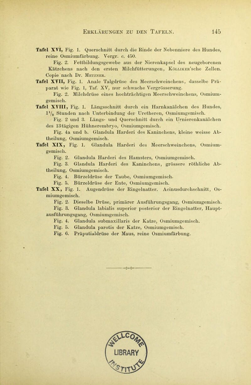 Tafel XVI, Fig. 1. Querschnitt durch die Rinde der Nebenniere des Hundes, reine Osmiumfärbung. Vergr. c. 450. Fig. 2. Fettbildungsgewebe aus der Nierenkapsel des neugeborenen Kätzchens nach den ersten Milchfütterungen, KöLLiKER’sche Zellen. Copie nach Dr. Metzner. Tafel XVII, Fig. 1. Anale Talgdrüse des Meerschweinchens, dasselbe Prä- parat wie Fig. 1, Taf. XV, nur schwache Vergrösserung. Fig. 2. Milchdrüse eines hochträchtigen Meerschweinchens, Osmium- gemisch. Tafel XVIII, Fig. 1. Längsschnitt durch ein Harnkanälchen des Hundes, 1V2 Stunden nach Unterbindung dei Uretheren, Osmiumgemisch. Fig. 2 und 8. Längs- und Querschnitt durch ein U^-nierenkanälchen des 18tägigen Hühnerembryo, Osmiumgemisch. Fig. 4a und b. Glandula Harderi des Kaninchens, kleine weisse Ab- theilung, Osmiumgemisch. Tafel XIX, Fig. 1. Glandula Harderi des Meerschweinchens, Osmium- gemisch. Fig. 2. Glandula Harderi des Hamsters, Osmiumgemisch. Fig. 3. Glandula Harderi des Kaninchens, grössere röthliche Ab- theilung, Osmiumgemisch. Fig. 4. Bürzeldrüse der Taube, Osmiumgemisch. Fig. 5. Bürzeldrüse der Ente, Osmiumgemisch. Tafel XX, Fig. 1. Augendrüse der Ringelnatter. Acinusdurchschnitt, Os- miumgemisch. Fig. 2. Dieselbe Drüse, primärer Ausführungsgang, Osmiumgemisch. Fig. 3. Glandula labialis superior posterior der Ringelnatter, Haupt- ausführungsgang, Osmiumgemisch. Fig. 4. Glandula submaxillaris der Katze, Osmiumgemisch. Fig. 5. Glandula parotis der Katze, Osmiumgemisch. Fig. 6. Präputialdrüse der Maus, reine Osmiumfärbung. LIBRARY