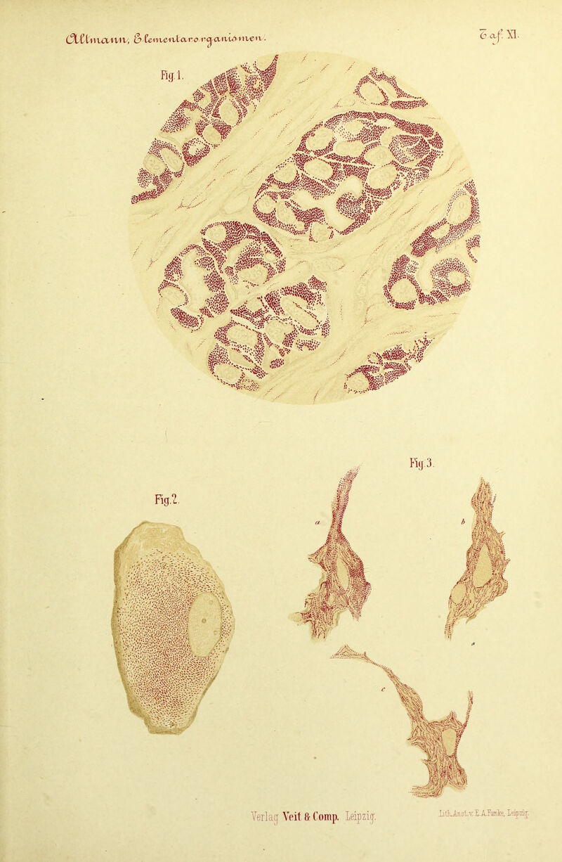 C^LCltUO-Htl, & fctvveivlaro rcj anuimen. £ 6 a/ XI. Fig.l. ,«! sV\ * »Cv ;>c,w.« .V i; VoÄjy' *? ÄÄ-, „ ./’ W %£& •«§* ■- '■' Vwi w Ä,. Vs* IiÜiAnsl.xE.A.Fimke, Leipzur.