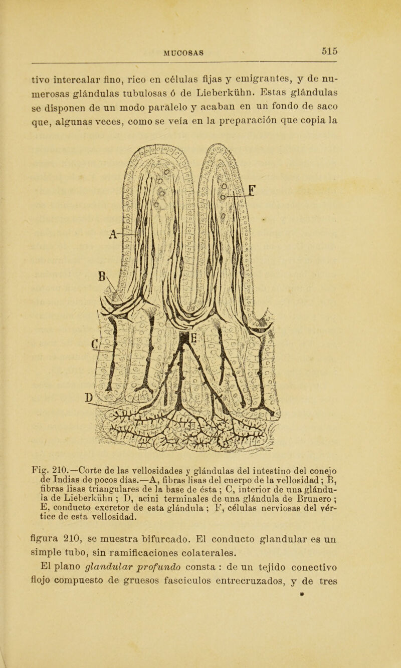 tivo intercalar fino, rico en células fijas y emigrantes, y de nu- merosas glándulas tubulosas ó de Lieberkühn. Estas glándulas se disponen de un modo paralelo y acaban en un fondo de saco que, algunas veces, como se veía en la preparación que copia la Fig. 210.—Corte de las vellosidades y glándulas del intestino del conejo de Indias de pocos días.—A, fibras lisas del cuerpo de la vellosidad; B, fibras lisas triangulares de la base de ésta ; C, interior de una glándu- la de Lieberkühn ; D, acini terminales de una glándula de Brunero ; E, conducto excretor de esta glándula ; F, células nerviosas del vér- tice de esta vellosidad. figura 210, se muestra bifurcado. El conducto glandular es un simple tubo, sin ramificaciones colaterales. El plano glandular profundo consta : de un tejido conectivo flojo compuesto de gruesos fascículos entrecruzados, y de tres