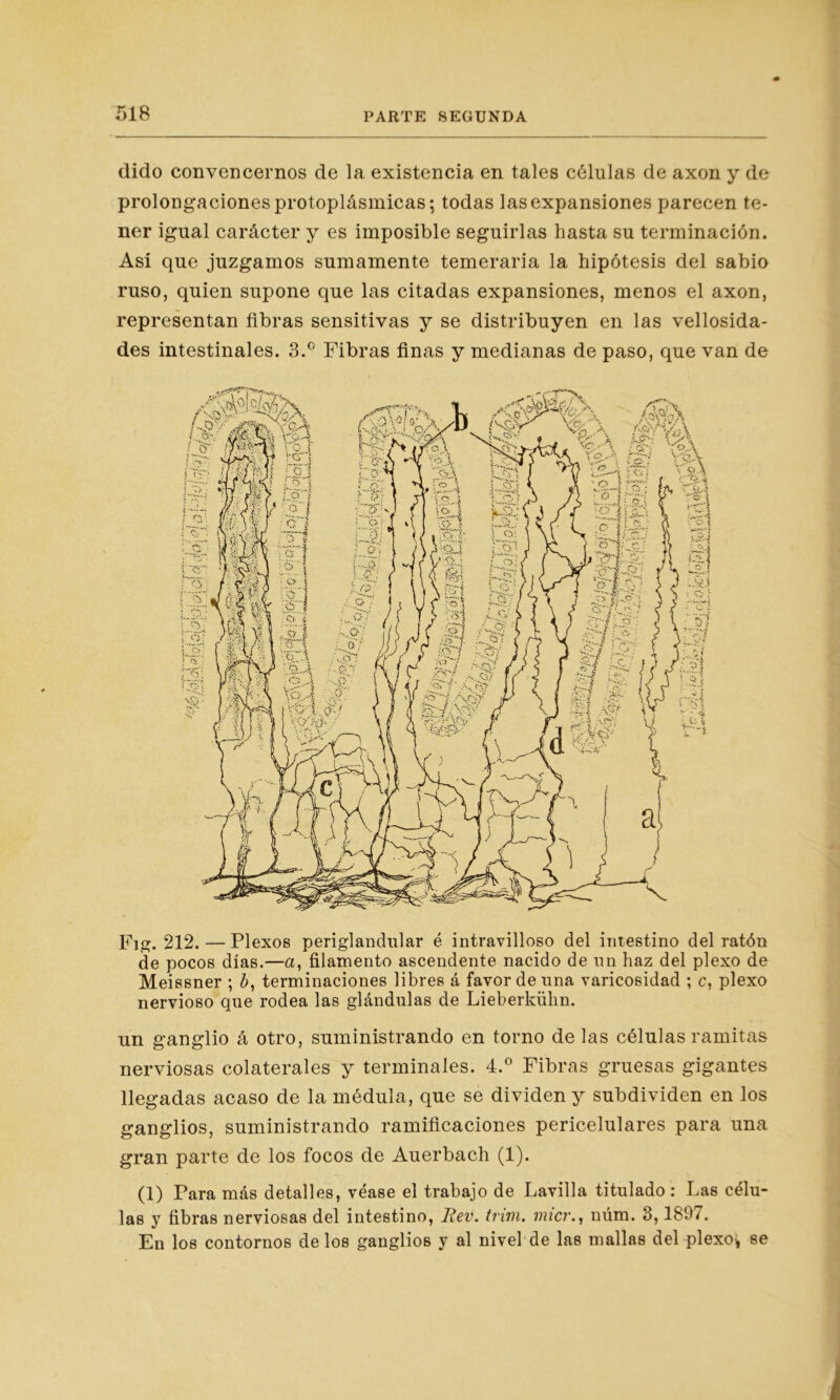 dido convencernos de la existencia en tales células de axon y de prolongaciones protoplásmicas; todas las expansiones parecen te- ner igual carácter y es imposible seguirlas hasta su terminación. Así que juzgamos sumamente temeraria la hipótesis del sabio ruso, quien supone que las citadas expansiones, menos el axon, representan fibras sensitivas y se distribuyen en las vellosida- des intestinales. 3.° Fibras finas y medianas de paso, que van de Fig. 212. — Plexos periglandular é intravilloso del intestino del ratón de pocos días.—a, filamento ascendente nacido de nn haz del plexo de Meissner ; b, terminaciones libres á favor de una varicosidad ; c, plexo nervioso que rodea las glándulas de Lieberkühn. un ganglio á otro, suministrando en torno de las células ramitas nerviosas colaterales y terminales. 4.° Fibras gruesas gigantes llegadas acaso de la médula, que se dividen y subdividen en los ganglios, suministrando ramificaciones pericelulares para una gran parte de los focos de Auerbach (1). (1) Para más detalles, véase el trabajo de Lavilla titulado : Las célu- las y fibras nerviosas del intestino, Rev. trim. micr., núm. 3,1897. En los contornos délos ganglios y al nivel de las mallas del plexo* se