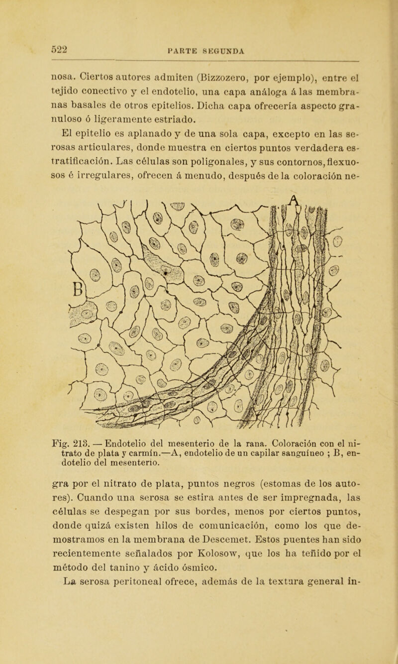 nosa. Ciertos autores admiten (Bizzozero, por ejemplo), entre el tejido conectivo y el endotelio, una capa análoga á las membra- nas básales de otros epitelios. Dicha capa ofrecería aspecto gra- nuloso ó ligeramente estriado. El epitelio es aplanado y de una sola capa, excepto en las se- rosas articulares, donde muestra en ciertos puntos verdadera es- tratificación. Las células son poligonales, y sus contornos,flexuo- sos é irregulares, ofrecen á menudo, después de la coloración ne- Fig. 213. — Endotelio del mesenterio de la rana. Coloración con el ni- trato de plata y carmín.—A, endotelio de un capilar sanguíneo ; B, en- dotelio del mesenterio. gra por el nitrato de plata, puntos negros (estomas de los auto- res). Cuando una serosa se estira antes de ser impregnada, las células se despegan por sus bordes, menos por ciertos puntos, donde quizá existen hilos de comunicación, como los que de- mostramos en la membrana de Descemet. Estos puentes han sido recientemente señalados por Kolosow, que los ha teñido por el método del tanino y ácido ósmico. La serosa peritoneal ofrece, además de la textura general in-