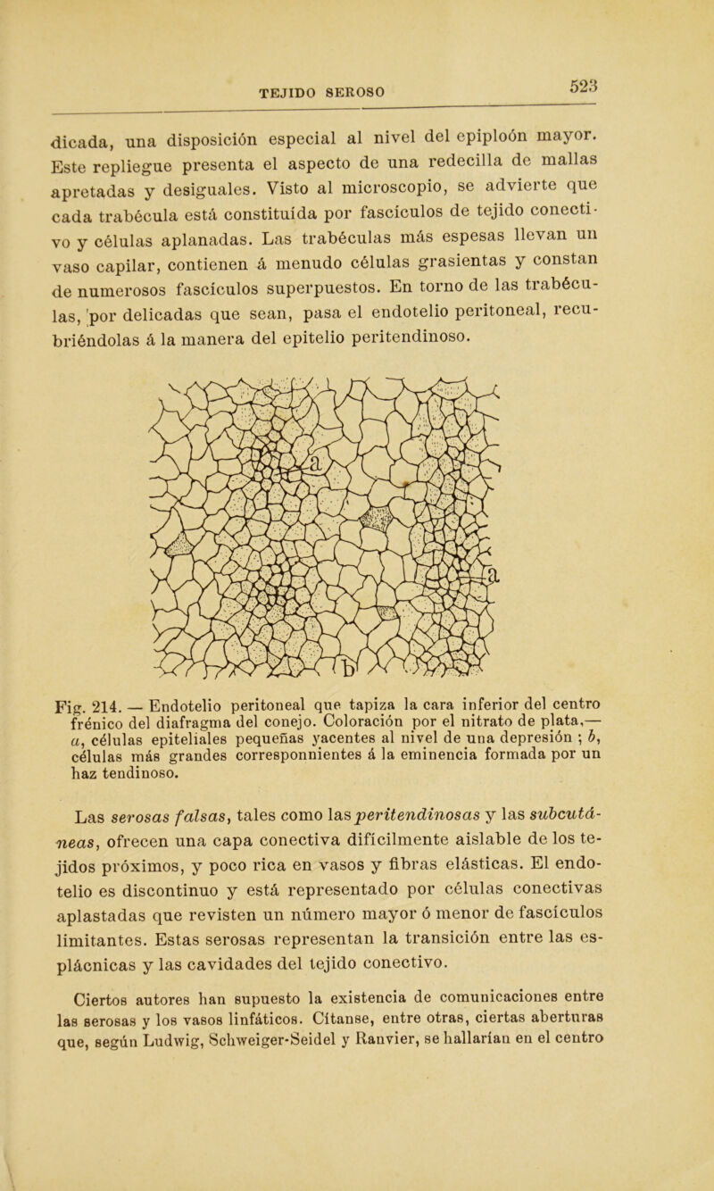 dicada, una disposición especial al nivel del epiploón mayor. Este repliegue presenta el aspecto de una redecilla de mallas apretadas y desiguales. Visto al microscopio, se advierte que cada trabécula está constituida por fascículos de tejido conecti- vo y células aplanadas. Las trabéculas más espesas llevan un vaso capilar, contienen á menudo células grasicntas y constan de numerosos fascículos superpuestos. En torno de las trabécu- las, por delicadas que sean, pasa el endotelio peritoneal, recu- briéndolas á la manera del epitelio peritendinoso. Fig. 214. — Endotelio peritoneal que tapiza la cara inferior del centro frénico del diafragma del conejo. Coloración por el nitrato de plata,— a, células epiteliales pequeñas yacentes al nivel de una depresión ; b, células más grandes correspondentes á la eminencia formada por un haz tendinoso. Las serosas falsas, tales como las peritendinosas y las subcutá- neas, ofrecen una capa conectiva difícilmente aislable de los te- jidos próximos, y poco rica en vasos y fibras elásticas. El endo- telio es discontinuo y está representado por células conectivas aplastadas que revisten un número mayor ó menor de fascículos limitantes. Estas serosas representan la transición entre las es- plácnicas y las cavidades del tejido conectivo. Ciertos autores han supuesto la existencia de comunicaciones entre las serosas y los vasos linfáticos. Cítanse, entre otras, ciertas aberturas que, según Ludwig, Schweiger-Seidel y Ranvier, se hallarían en el centro