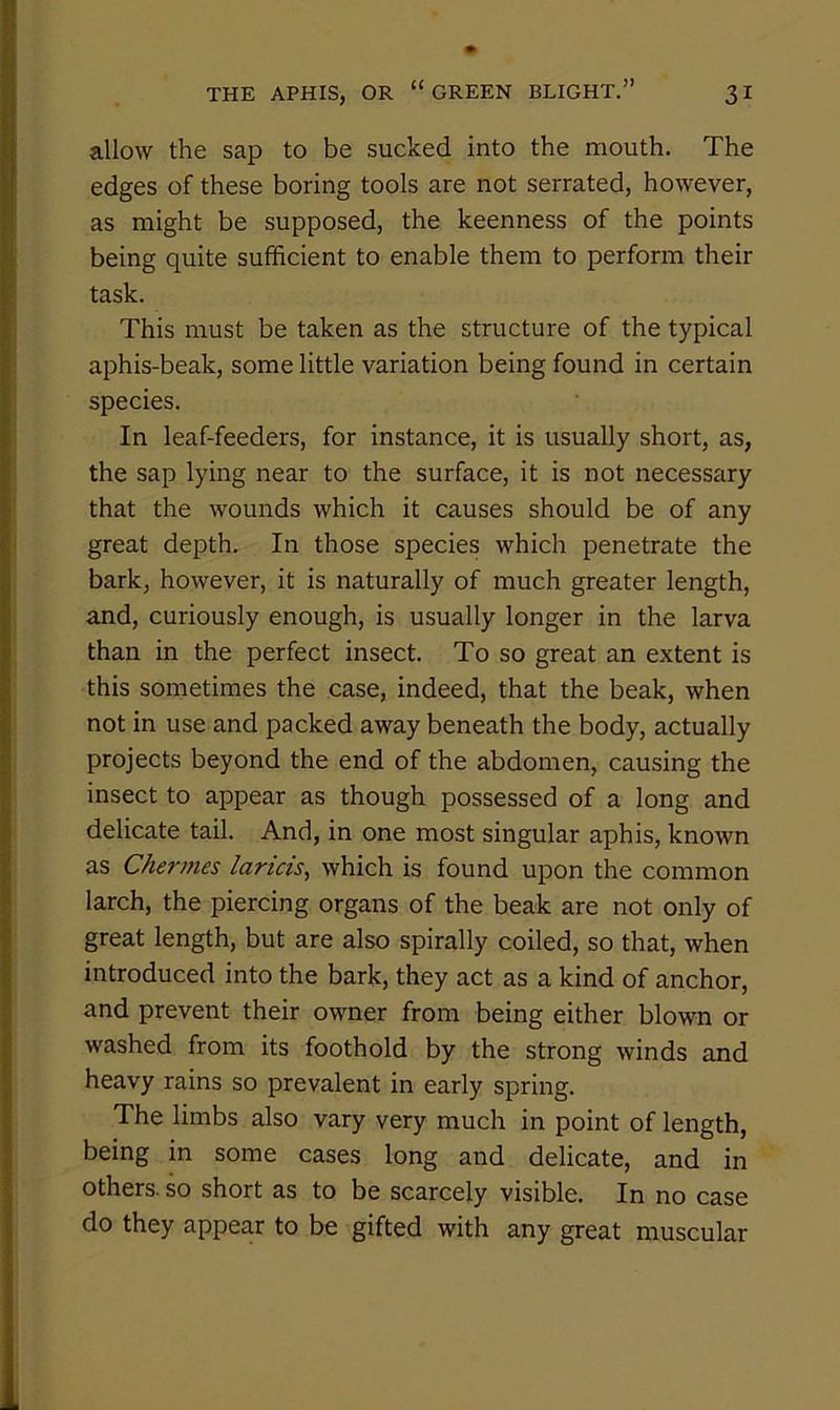 allow the sap to be sucked into the mouth. The edges of these boring tools are not serrated, however, as might be supposed, the keenness of the points being quite sufficient to enable them to perform their task. This must be taken as the structure of the typical aphis-beak, some little variation being found in certain species. In leaf-feeders, for instance, it is usually short, as, the sap lying near to the surface, it is not necessary that the wounds which it causes should be of any great depth. In those species which penetrate the bark, however, it is naturally of much greater length, and, curiously enough, is usually longer in the larva than in the perfect insect. To so great an extent is this sometimes the case, indeed, that the beak, when not in use and packed away beneath the body, actually projects beyond the end of the abdomen, causing the insect to appear as though possessed of a long and delicate tail. And, in one most singular aphis, known as Chermes lands, which is found upon the common larch, the piercing organs of the beak are not only of great length, but are also spirally coiled, so that, when introduced into the bark, they act as a kind of anchor, and prevent their owner from being either blown or washed from its foothold by the strong winds and heavy rains so prevalent in early spring. The limbs also vary very much in point of length, being in some cases long and delicate, and in others, so short as to be scarcely visible. In no case do they appear to be gifted with any great muscular