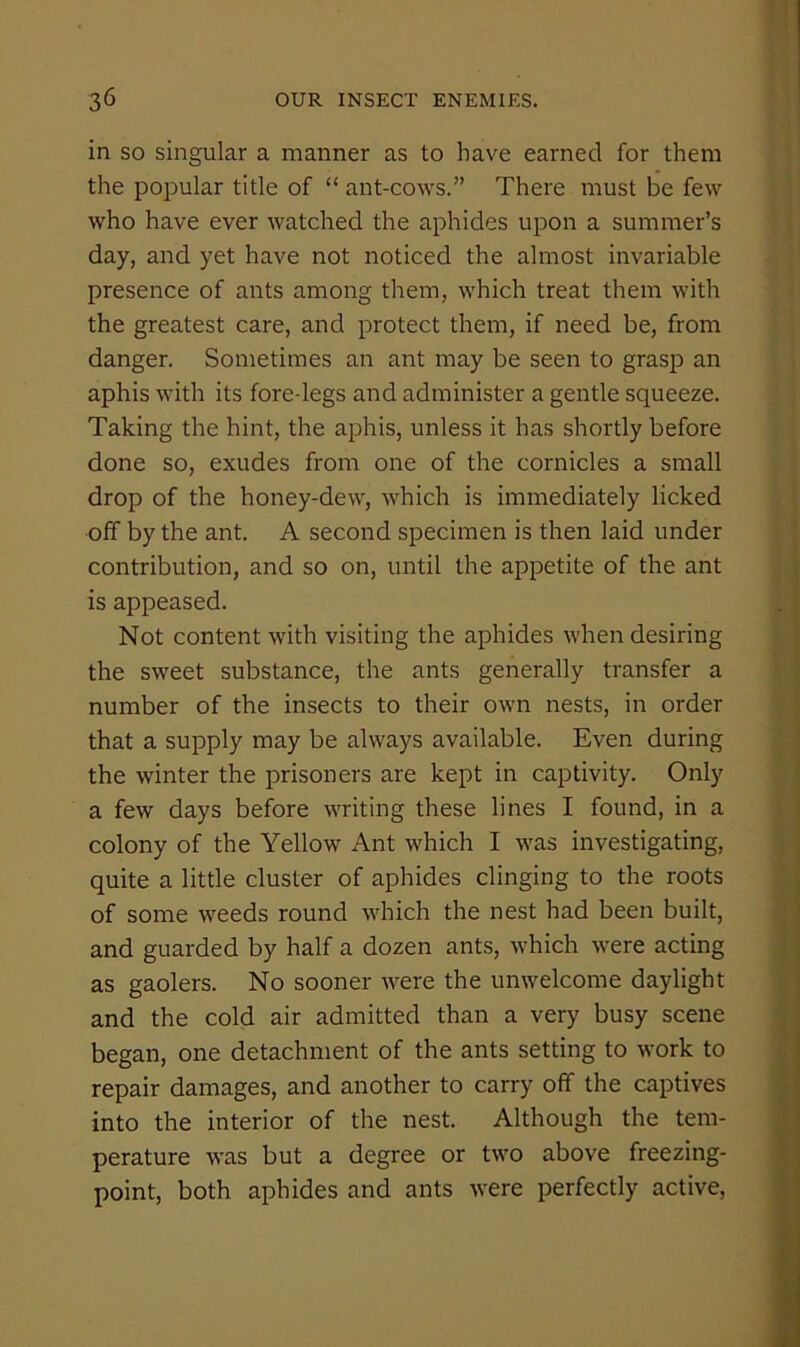 in SO singular a manner as to have earned for them the popular title of “ ant-cows.” There must be few who have ever watched the aphides upon a summer’s day, and yet have not noticed the almost invariable presence of ants among them, which treat them with the greatest care, and protect them, if need be, from danger. Sometimes an ant may be seen to grasp an aphis with its fore-legs and administer a gentle squeeze. Taking the hint, the aphis, unless it has shortly before done so, exudes from one of the cornicles a small drop of the honey-dew, which is immediately licked off by the ant. A second specimen is then laid under contribution, and so on, until the appetite of the ant is appeased. Not content with visiting the aphides when desiring the sweet substance, the ants generally transfer a number of the insects to their own nests, in order that a supply may be always available. Even during the winter the prisoners are kept in captivity. Only a few days before writing these lines I found, in a colony of the Yellow Ant which I was investigating, quite a little cluster of aphides clinging to the roots of some weeds round which the nest had been built, and guarded by half a dozen ants, which were acting as gaolers. No sooner were the unwelcome daylight and the cold air admitted than a very busy scene began, one detachment of the ants setting to work to repair damages, and another to carry off the captives into the interior of the nest. Although the tem- perature was but a degree or two above freezing- point, both aphides and ants were perfectly active.