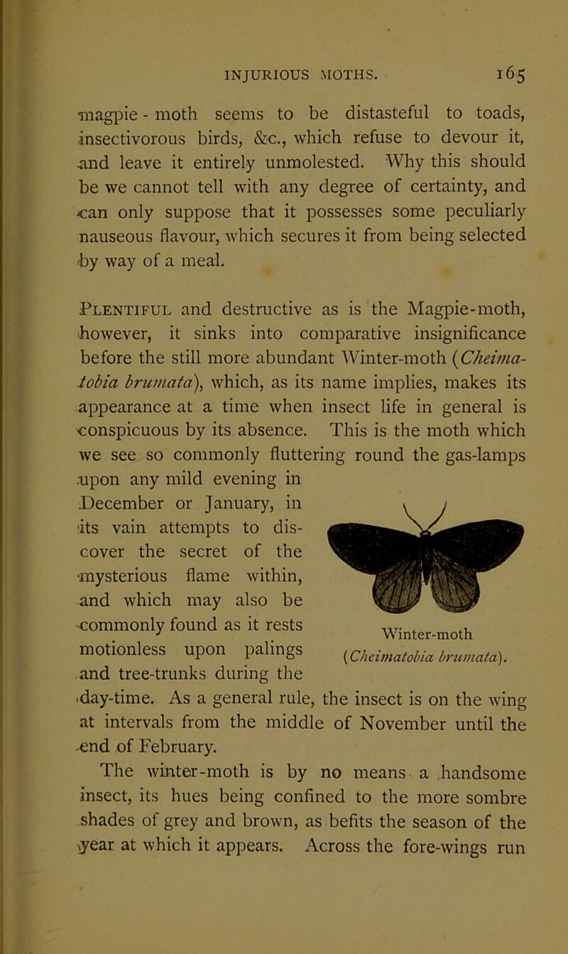 ■magpie - moth seems to be distasteful to toads, insectivorous birds, &c., which refuse to devour it, mid leave it entirely unmolested. Why this should be we cannot tell with any degree of certainty, and can only suppose that it possesses some peculiarly nauseous flavour, which secures it from being selected by way of a meal. Plentiful and destructive as is the Magpie-moth, however, it sinks into comparative insignificance before the still more abundant Winter-moth {Cheima- iobia brumata\ which, as its name implies, makes its appearance at a time when insect life in general is conspicuous by its absence. This is the moth which we see so commonly fluttering round the gas-lamps .upon any mild evening in December or January, in lits vain attempts to dis- cover the secret of the ■mysterious flame within, and which may also be •commonly found as it rests motionless upon palings and tree-trunks during the ■day-time. As a general rule, the insect is on the wing at intervals from the middle of November until the -end of February. The winter-moth is by no means a .handsome insect, its hues being confined to the more sombre shades of grey and brown, as befits the season of the >year at which it appears. Across the fore-wings run Winter-moth (Cheimatobia brumata).