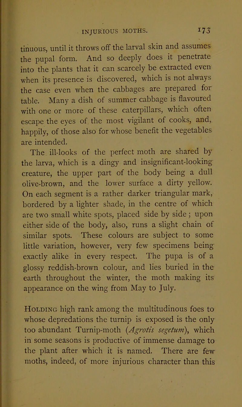 tinuous, until it throws off the larval skin and assumes the pupal form. And so deeply does it penetrate into the plants that it can scarcely be extracted even when its presence is discovered, which is not always the case even when the cabbages are prepared for table. Many a dish of summer cabbage is flavoured with one or more of these caterpillars, which often escape the eyes of the most vigilant of cooks, and, happily, of those also for whose benefit the vegetables are intended. The ill-looks of the perfect moth are shared by the larva, which is a dingy and insignificant-looking creature, the upper part of the body being a dull olive-brown, and the lower surface a dirty yellow. On each segment is a rather darker triangular mark, bordered by a lighter shade, in the centre of which are two small white spots, placed side by side; upon either side of the body, also, runs a slight chain of similar spots. These colours are subject to some little variation, however, very few specimens being exactly alike in every respect. The pupa is of a glossy reddish-brown colour, and lies buried in the earth throughout the winter, the moth making its appearance on the wing from May to July. Holding high rank among the multitudinous foes to whose depredations the turnip is exposed is the only too abundant Turnip-moth {Agrotis segetum), which in some seasons is productive of immense damage to the plant after which it is named. There are few moths, indeed, of more injurious character than this