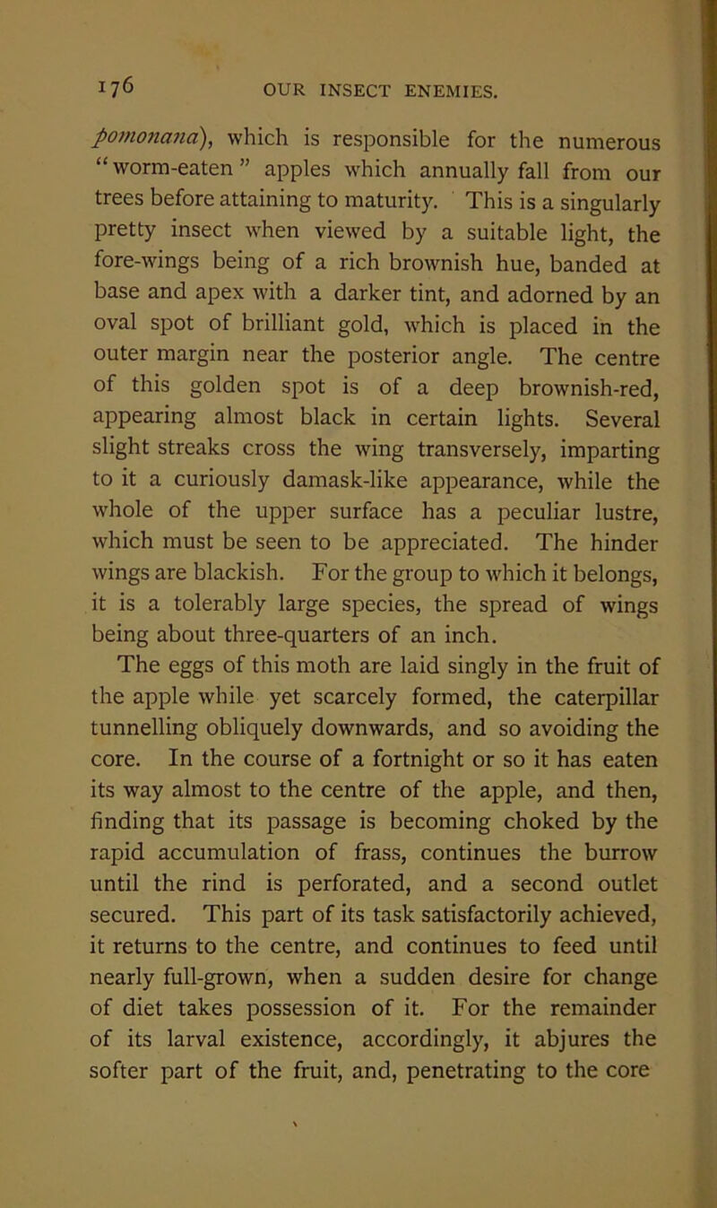 p07nona?ia), which is responsible for the numerous “ worm-eaten ” apples which annually fall from our trees before attaining to maturity. This is a singularly pretty insect when viewed by a suitable light, the fore-wings being of a rich brownish hue, banded at base and apex with a darker tint, and adorned by an oval spot of brilliant gold, which is placed in the outer margin near the posterior angle. The centre of this golden spot is of a deep brownish-red, appearing almost black in certain lights. Several slight streaks cross the wing transversely, imparting to it a curiously damask-like appearance, while the whole of the upper surface has a peculiar lustre, which must be seen to be appreciated. The hinder wings are blackish. For the group to which it belongs, it is a tolerably large species, the spread of wings being about three-quarters of an inch. The eggs of this moth are laid singly in the fruit of the apple while yet scarcely formed, the caterpillar tunnelling obliquely downwards, and so avoiding the core. In the course of a fortnight or so it has eaten its way almost to the centre of the apple, and then, finding that its passage is becoming choked by the rapid accumulation of frass, continues the burrow until the rind is perforated, and a second outlet secured. This part of its task satisfactorily achieved, it returns to the centre, and continues to feed until nearly full-grown, when a sudden desire for change of diet takes possession of it. For the remainder of its larval existence, accordingly, it abjures the softer part of the fruit, and, penetrating to the core