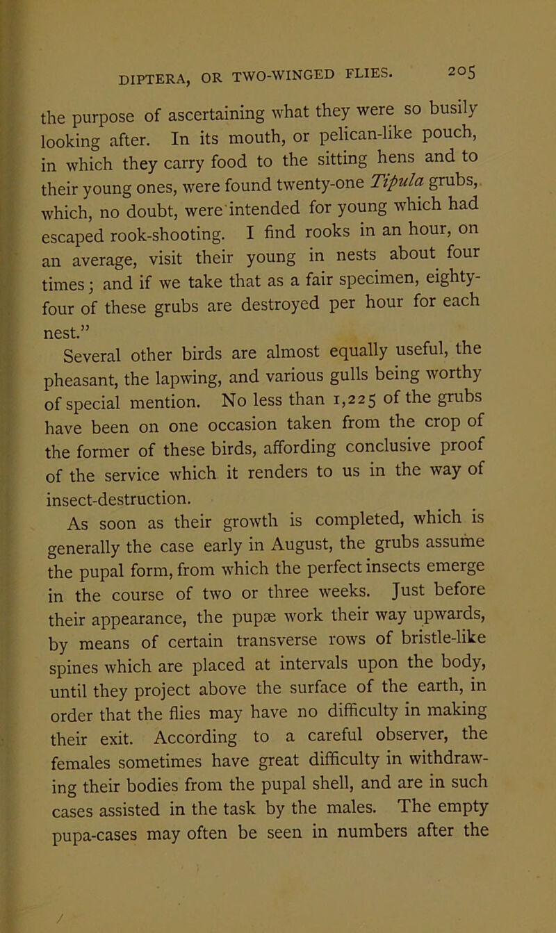 the purpose of ascertaining what they were so busily looking after. In its mouth, or pelican-like pouch, in which they carry food to the sitting hens and to their young ones, were found twenty-one Tipula grubs,, which, no doubt, were intended for young which had escaped rook-shooting. I find rooks in an hour, on an average, visit their young in nests about four times j and if we take that as a fair specimen, eighty- four of these grubs are destroyed per hour for each nest.” Several other birds are almost equally useful, the pheasant, the lapwing, and various gulls being worthy of special mention. No less than 1,225 of the grubs have been on one occasion taken from the crop of the former of these birds, affording conclusive proof of the service which it renders to us in the way of insect-destruction. As soon as their growth is completed, which is generally the case early in August, the grubs assume the pupal form, from which the perfect insects emerge in the course of two or three weeks. Just before their appearance, the pupae work their way upwards, by means of certain transverse rows of bristle-like spines which are placed at intervals upon the body, until they project above the surface of the earth, in order that the flies may have no difficulty in making their exit. According to a careful observer, the females sometimes have great difficulty in withdraw- ing their bodies from the pupal shell, and are in such cases assisted in the task by the males. The empty pupa-cases may often be seen in numbers after the