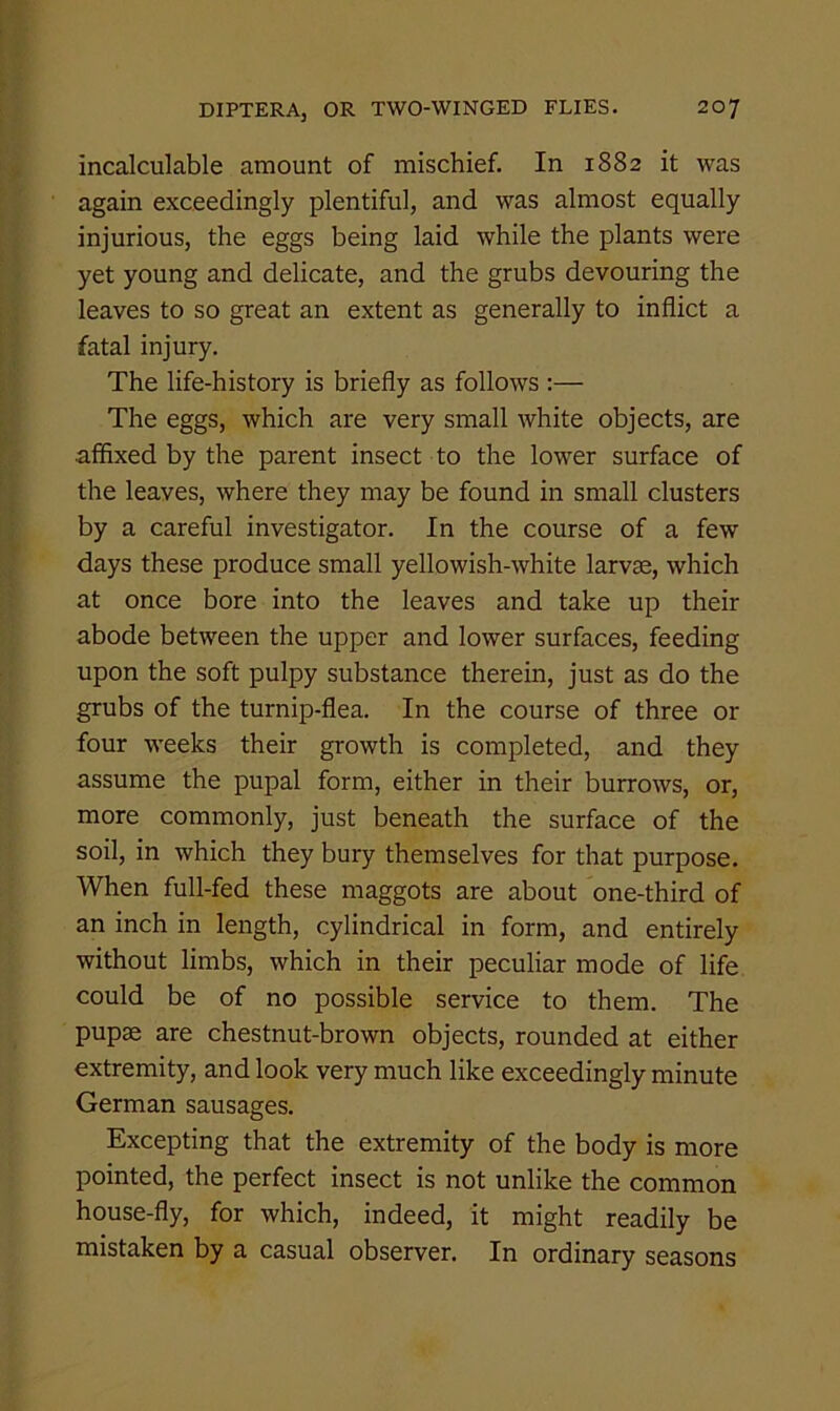 incalculable amount of mischief. In 1882 it was again exceedingly plentiful, and was almost equally injurious, the eggs being laid while the plants were yet young and delicate, and the grubs devouring the leaves to so great an extent as generally to inflict a fatal injury. The life-history is briefly as follows ;— The eggs, which are very small white objects, are affixed by the parent insect to the lower surface of the leaves, where they may be found in small clusters by a careful investigator. In the course of a few days these produce small yellowish-white larvae, which at once bore into the leaves and take up their abode between the upper and lower surfaces, feeding upon the soft pulpy substance therein, just as do the grubs of the turnip-flea. In the course of three or four weeks their growth is completed, and they assume the pupal form, either in their burrows, or, more commonly, just beneath the surface of the soil, in which they bury themselves for that purpose. When full-fed these maggots are about one-third of an inch in length, cylindrical in form, and entirely without limbs, which in their peculiar mode of life could be of no possible service to them. The pupae are chestnut-brown objects, rounded at either extremity, and look very much like exceedingly minute German sausages. Excepting that the extremity of the body is more pointed, the perfect insect is not unlike the common house-fly, for which, indeed, it might readily be mistaken by a casual observer. In ordinary seasons