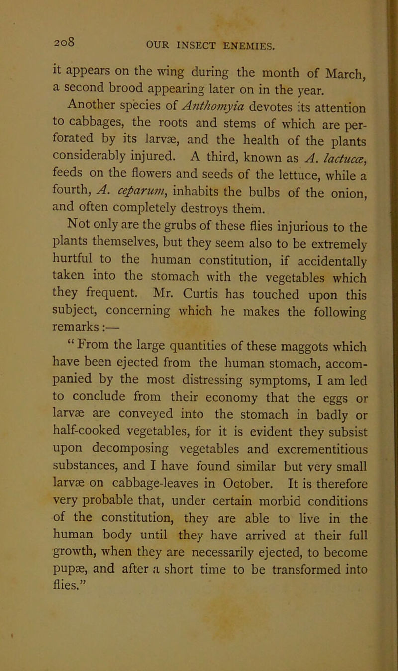 it appears on the wing during the month of March, a second brood appearing later on in the year. Another species of Anthomyia devotes its attention to cabbages, the roots and stems of which are per- forated by its larvae, and the health of the plants considerably injured. A third, known as A. lactuca, feeds on the flowers and seeds of the lettuce, while a fourth, A. ceparum^ inhabits the bulbs of the onion, and often completely destroys them. Not only are the grubs of these flies injurious to the plants themselves, but they seem also to be extremely hurtful to the human constitution, if accidentally taken into the stomach with the vegetables which they frequent. Mr. Curtis has touched upon this subject, concerning which he makes the following remarks:— “ From the large quantities of these maggots which have been ejected from the human stomach, accom- panied by the most distressing symptoms, I am led to conclude from their economy that the eggs or larvae are conveyed into the stomach in badly or half-cooked vegetables, for it is evident they subsist upon decomposing vegetables and excrementitious substances, and I have found similar but very small larvae on cabbage-leaves in October. It is therefore very probable that, under certain morbid conditions of the constitution, they are able to live in the human body until they have arrived at their full growth, when they are necessarily ejected, to become pupae, and after a short time to be transformed into flies.”