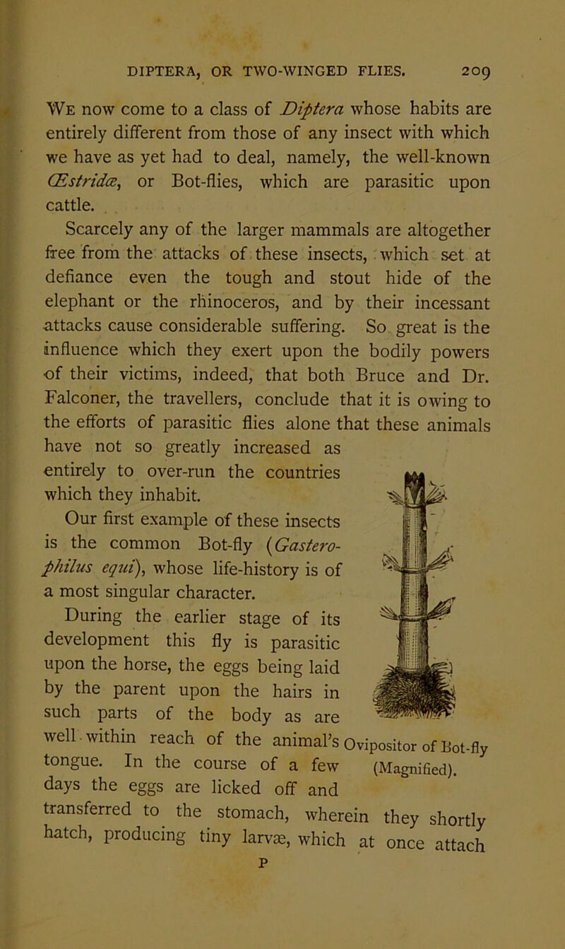 We now come to a class of Diptera whose habits are entirely different from those of any insect with which we have as yet had to deal, namely, the well-known (Estridcz, or Bot-flies, which are parasitic upon cattle. Scarcely any of the larger mammals are altogether free from the attacks of these insects, which set at defiance even the tough and stout hide of the elephant or the rhinoceros, and by their incessant a,ttacks cause considerable suffering. So great is the influence which they exert upon the bodily powers of their victims, indeed, that both Bruce and Dr. Falconer, the travellers, conclude that it is owing to the efforts of parasitic flies alone that these animals have not so greatly increased as entirely to over-run the countries which they inhabit. Our first example of these insects is the common Bot-fly {Gastero- philus equi), whose life-history is of a most singular character. During the earlier stage of its development this fly is parasitic upon the horse, the eggs being laid by the parent upon the hairs in such parts of the body as are well, within reach of the animal’s Ovipositor of Bot-fly tongue. In the course of a few (Magnified), days the eggs are licked off and transferred to the stomach, wherein they shortly hatch, producing tiny larv^, which at once attach p