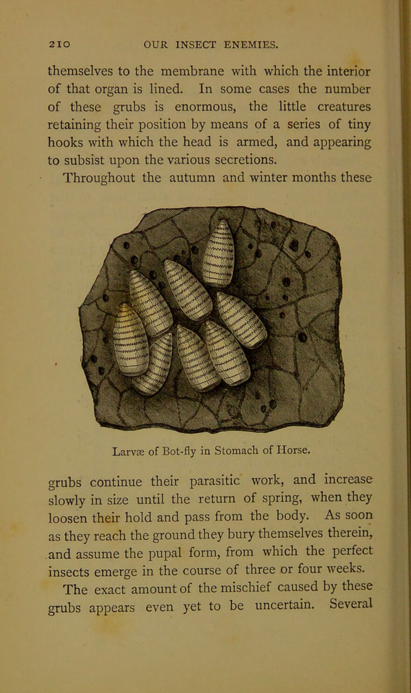 themselves to the membrane with which the interior of that organ is lined. In some cases the number of these grubs is enormous, the little creatures retaining their position by means of a series of tiny hooks with which the head is armed, and appearing to subsist upon the various secretions. Throughout the autumn and winter months these Larvae of Bot-fly in Stomach of Horse. grubs continue their parasitic work, and increase slowly in size until the return of spring, when they loosen their hold and pass from the body. As soon as they reach the ground they bury themselves therein, and assume the pupal form, from which the perfect insects emerge in the course of three or four weeks. The exact amount of the mischief caused by these grubs appears even yet to be uncertain. Several