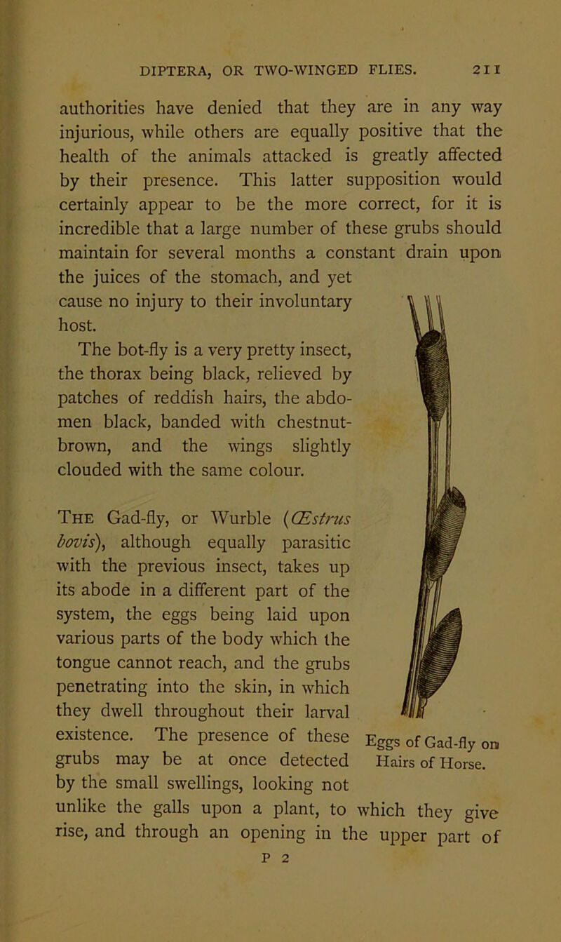 authorities have denied that they are in any way injurious, while others are equally positive that the health of the animals attacked is greatly affected by their presence. This latter supposition would certainly appear to be the more correct, for it is incredible that a large number of these grubs should maintain for several months a constant drain upon the juices of the stomach, and yet cause no injury to their involuntary host. The bot-fly is a very pretty insect, the thorax being black, relieved by patches of reddish hairs, the abdo- men black, banded with chestnut- brown, and the wings slightly clouded with the same colour. The Gad-fly, or Wurble {CEstrus bovis), although equally parasitic with the previous insect, takes up its abode in a different part of the system, the eggs being laid upon various parts of the body which the tongue cannot reach, and the grubs penetrating into the skin, in which they dwell throughout their larval existence. The presence of these Eggs of Gad-fly on grubs may be at once detected Hairs of Horse, by the small swellings, looking not unlike the galls upon a plant, to which they give rise, and through an opening in the upper part of P 2