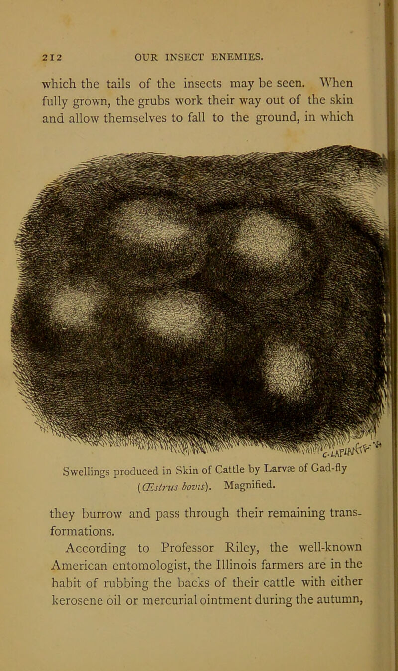 which the tails of the insects may be seen. When fully grown, the grubs work their way out of the skin and allow themselves to fall to the ground, in which Swellings produced in Skin of Cattle by Larvae of Gad-fly (CEstrtis bovis). Magnified. they burrow and pass through their remaining trans- formations. According to Professor Riley, the well-known American entomologist, the Illinois farmers are in the habit of rubbing the backs of their cattle with either kerosene oil or mercurial ointment during the autumn,