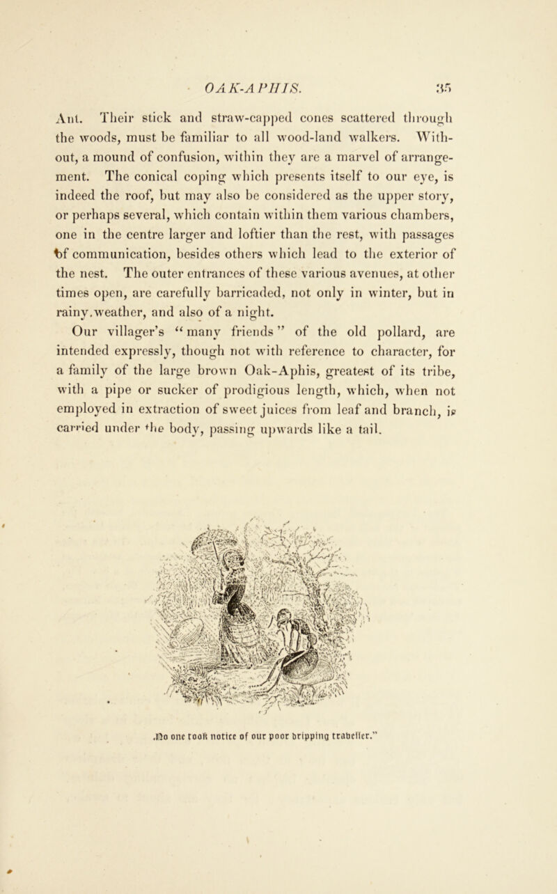 • OAK-APIIIS. .‘if) Ant. Their stick and straw-ca|)])ed cones scattered tlirougli the woods, must be familiar to all wood-land walkei’s. With- out, a mound of confusion, within they are a marvel of arrange- ment. The conical coping which presents itself to our eye, is indeed the roof, but may also be considei’ed as the u])per stoi'y, or perhaps several, which contain within them various chambers, one in the centre larger and loftier than the rest, with passages t)f communication, besides others which lead to the exterior of the nest. The outer entrances of these various avenues, at other times open, are carefully barricaded, not only in winter, but in rainy.weather, and also of a nifjht. Our villager’s many friends ” of the old pollard, are intended expressly, though not with reference to character, for a family of the large brown Oak-Aphis, greatest of its tribe, with a pipe or sucker of prodigious length, which, when not employed in extraction of sweet juices from leaf and branch, is earned under ^he body, passing u])wards like a tail. .lilo one rooft notice of our poor Dripping traheiler.”