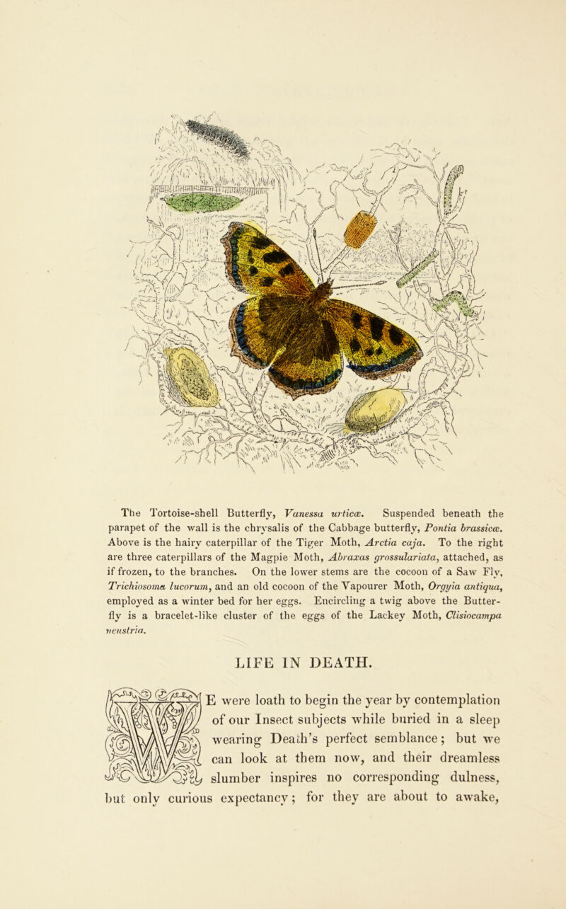 The Tortoise-shell Butterfly, Vaneasa urticcc. Suspended beneath the parapet of the wall is the chrysalis of the Cabbage butterfly, Pontia brassicce. Above is the hairy caterpillar of the Tiger Moth, Arctia caja. To the right are three caterpillars of the Magpie Moth, Abraxas grossulariata, attached, as if frozen, to the branches. On the lower stems are the cocoon of a Saw Fly, Trichiosoma lucorum, and an old cocoon of the Vapourer Moth, Orgyia antiqua, employed as a winter bed for her eggs. Encircling a twig above the Butter- fly is a bracelet-like cluster of the eggs of the Lackey Moth, Clisiocavipa veustrin. LIFE IN DEATH. E were loath to begin the year by contemplation of our Insect subjects while buried in a sleep wearing Death’s perfect semblance; but we can look at them now, and their dreamless slumber inspires no corresponding dulness, but only curious expectancy; for they are about to awake,