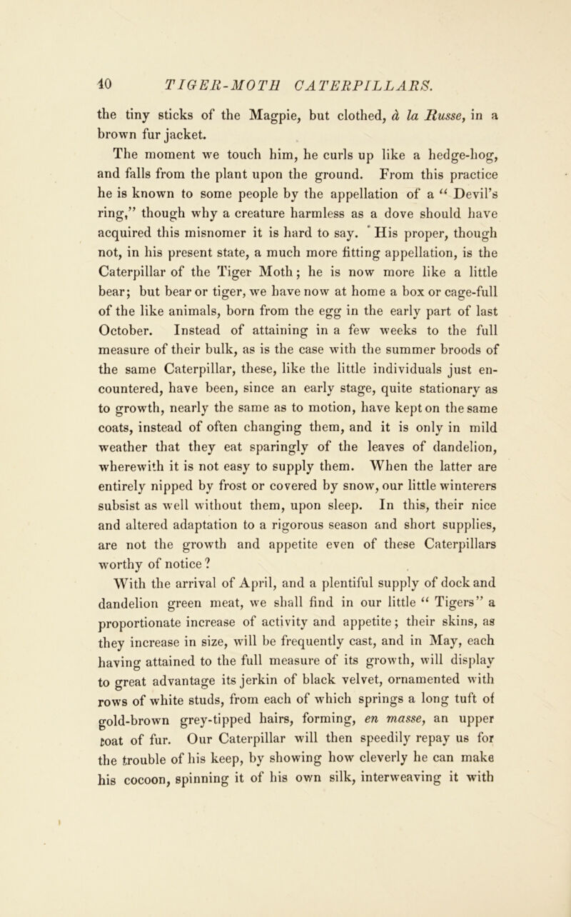 10 TIGER-MOTH CATERPILLARS. the tiny sticks of the Magpie, but clothed, d, la llusse^ in a brown fur jacket. The moment we touch him, he curls up like a hedge-hog, and falls from the plant upon the ground. From this practice he is known to some people by the appellation of a Devil’s ring,” though why a creature harmless as a dove should have acquired this misnomer it is hard to say. * His proper, though not, in his present state, a much more fitting appellation, is the Caterpillar of the Tiger Moth; he is now more like a little bear; but bear or tiger, we have now at home a box or cage-full of the like animals, born from the egg in the early part of last October. Instead of attaining in a few weeks to the full measure of their bulk, as is the case with the summer broods of the same Caterpillar, these, like the little individuals just en- countered, have been, since an early stage, quite stationary as to growth, nearly the same as to motion, have kept on the same coats, instead of often changing them, and it is only in mild weather that they eat sparingly of the leaves of dandelion, wherewith it is not easy to supply them. When the latter are entirely nipped by frost or covered by snow, our little winterers subsist as well without them, upon sleep. In this, their nice and altered adaptation to a rigorous season and short supplies, are not the growth and appetite even of these Caterpillars worthy of notice ? With the arrival of April, and a plentiful supply of dock and dandelion green meat, we shall find in our little Tigers” a proportionate increase of activity and appetite; their skins, as they increase in size, will be frequently cast, and in May, each having attained to the full measure of its growth, will display to great advantage its jerkin of black velvet, ornamented with rows of white studs, from each of which springs a long tuft of gold-brown grey-tipped hairs, forming, en masse, an upper coat of fur. Our Caterpillar will then speedily repay us for the trouble of his keep, by showing how cleverly he can make his cocoon, spinning it of his own silk, interweaving it with