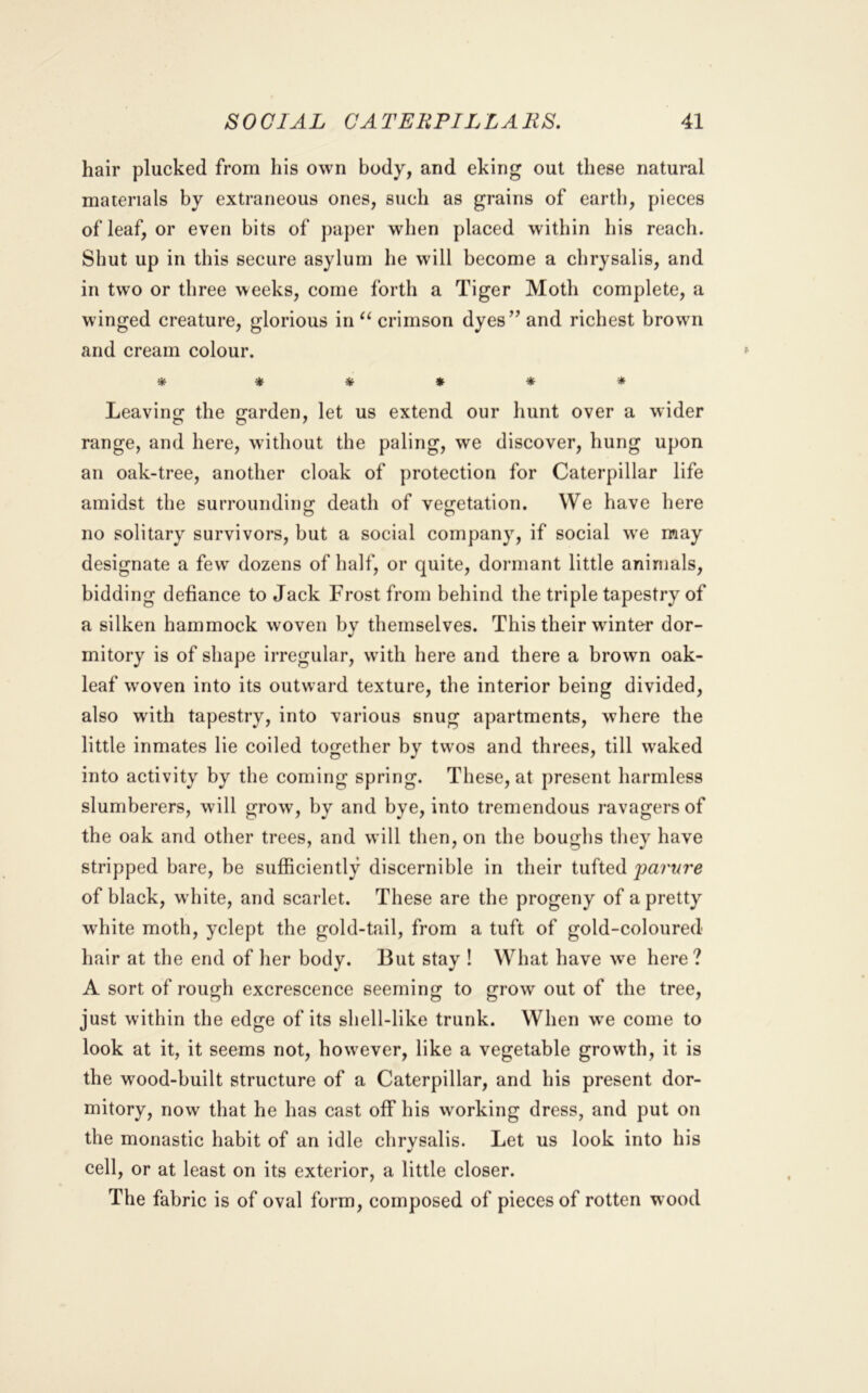 hair plucked from his own body, and eking out these natural materials by extraneous ones, such as grains of earth, pieces of leaf, or even bits of paper when placed within his reach. Shut up in this secure asylum he will become a chrysalis, and in two or three weeks, come forth a Tiger Moth complete, a winged creature, glorious in crimson dyes’^ and richest brown and cream colour. * ***** Leaving the garden, let us extend our hunt over a wider range, and here, without the paling, we discover, hung upon an oak-tree, another cloak of protection for Caterpillar life amidst the surroundiim death of ve^retation. We have here no solitary survivors, but a social company, if social we may designate a few dozens of half, or quite, dormant little animals, bidding defiance to Jack Frost from behind the triple tapestry of a silken hammock woven by themselves. This their winter dor- mitory is of shape irregular, with here and there a brown oak- leaf woven into its outward texture, the interior being divided, also with tapestry, into various snug apartments, where the little inmates lie coiled together by twos and threes, till waked into activity by the coming spring. These, at present harmless slumberers, will grow, by and bye, into tremendous ravagersof the oak and other trees, and will then, on the boughs they have stripped bare, be sufficiently discernible in their tufted jmrnre of black, white, and scarlet. These are the progeny of a pretty wdiite moth, yclept the gold-tail, from a tuft of gold-coloured hair at the end of her body. But stay ! What have we here? A sort of rough excrescence seeming to grow out of the tree, just within the edge of its shell-like trunk. When we come to look at it, it seems not, however, like a vegetable growth, it is the wood-built structure of a Caterpillar, and his present dor- mitory, now that he has cast off his working dress, and put on the monastic habit of an idle chrysalis. Let us look into his cell, or at least on its exterior, a little closer. The fabric is of oval form, composed of pieces of rotten wood