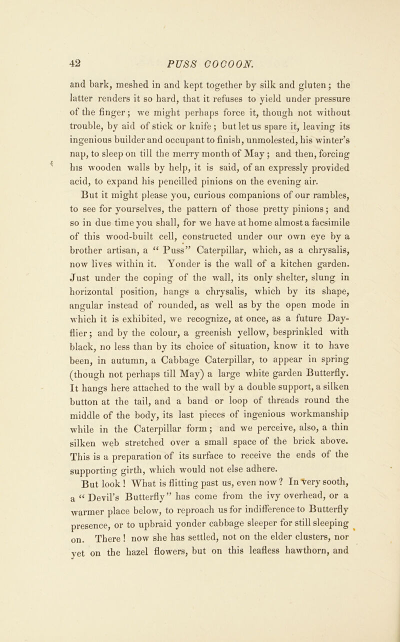 and bark, meshed in and kept together by silk and gluten; the latter renders it so hard, that it refuses to yield under pressure of the finger; we might perhaps force it, though not without trouble, by aid of stick or knife; but let us spare it, leaving its ingenious builder and occupant to finish, unmolested, his winter’s nap, to sleep on till the merry month of May ; and then, forcing his wooden walls by help, it is said, of an expressly provided acid, to expand his pencilled pinions on the evening air. But it might please you, curious companions of our rambles, to see for yourselves, the pattern of those pretty pinions; and so in due time you shall, for we have at home almost a facsimile of this wood-built cell, constructed under our own eye by a brother artisan, a “ Puss” Caterpillar, which, as a chrysalis, now lives within it. Yonder is the wall of a kitchen garden. Just under the coping of the wall, its only shelter, slung in horizontal position, hangs a chrysalis, which by its shape, angular instead of rounded, as well as by the open mode in which it is exhibited, we recognize, at once, as a future Day- flier ; and by the colour, a greenish yellow, besprinkled with black, no less than by its choice of situation, know it to have been, in autumn, a Cabbage Caterpillar, to appear in spring (though not perhaps till May) a large white garden Butterfly. It hangs here attached to the wall by a double support, a silken button at the tail, and a band or loop of threads round the middle of the body, its last pieces of ingenious workmanship while in the Caterpillar form; and we perceive, also, a thin silken web stretched over a small space of the brick above. This is a preparation of its surface to receive the ends of the supporting girth, which would not else adhere. But look ! What is flitting past us, even now ? In 'Very sooth, a Devil’s Butterfly” has come from the ivy overhead, or a warmer place below, to reproach us for indifference to Butterfly presence, or to upbraid yonder cabbage sleeper for still sleeping ^ on. There ! now she has settled, not on the elder clusters, nor yet on the hazel flowers, but on this leafless hawthorn, and