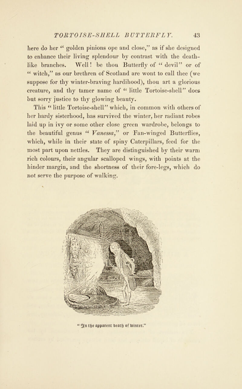 Iiere do her golden pinions ope and close,” as if she designed to enhance their living sj)lendoiir by contrast with the death- like branches. Well! be thou Butterfly of devil” or of witch,” as our brethren of Scotland are wont to call thee (we suppose for thy winter-braving hardihood), thou art a glorious creature, and thy tamer name of little Tortoise-shell” does but sorry justice to thy glowing beauty. This ‘‘little Tortoise-shell” which, in common with others of her hardy sisterhood, has survived the winter, her radiant robes laid up in ivy or some other close green wardrobe, belongs to the beautiful genus “ Vanessa,” or Fan-winged Butterflies, which, while in their state of spiny Caterpillars, feed for the most part upon nettles. They are distinguished by their warm rich colours, their angular scalloped wings, with points at the hinder margin, and the shortness of their fore-legs, which do not serve the purpose of walking. “ tOe apparent bcatD of tninter.”