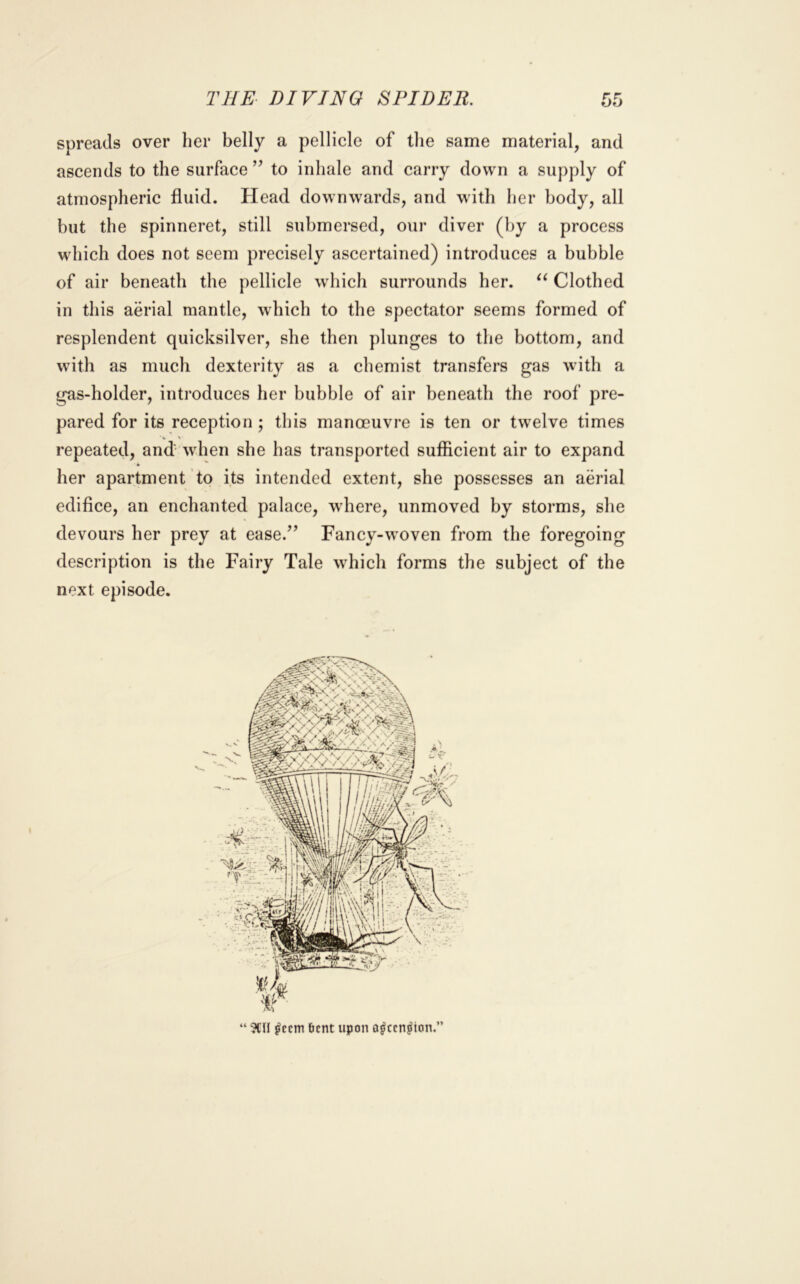 THE DIVING SPIDER. spreads over her belly a pellicle of the same material, and ascends to the surface ” to inhale and carry down a supply of atmospheric fluid. Head downwards, and with her body, all but the spinneret, still submersed, our diver (by a process which does not seem precisely ascertained) introduces a bubble of air beneath the pellicle wdiich surrounds her. Clothed in this aerial mantle, which to the spectator seems formed of resplendent quicksilver, she then plunges to the bottom, and with as much dexterity as a chemist transfers gas with a gas-holder, introduces her bubble of air beneath the roof pre- pared for its reception ; this manoeuvre is ten or twelve times repeated, and' when she has transported sufficient air to expand her apartment to its intended extent, she possesses an aerial edifice, an enchanted palace, where, unmoved by storms, she devours her prey at ease.’^ Fancy-woven from the foregoing description is the Fairy Tale which forms the subject of the next episode. “ ?tH ^ccm 6cnt upon a^ccn^ion.”