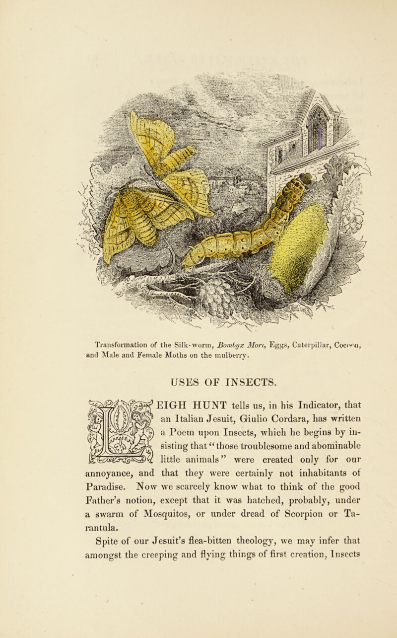 Transformation of the Silk-worm, Bombyx Mon, Eggs, Caterpillar, Cocf'-'n, and Male and Female Moths on the mulberry. USES OF INSECTS. EIGH HUNT tells us, in his Indicator, that an Italian Jesuit, Giulio Cordara, has written a Poem upon Insects, which he begins by in- sisting that ‘‘those troublesome and abominable little animals” were created only for our annoyance, and that they were certainly not inhabitants of Paradise. Now we scarcely know what to think of the good Father’s notion, except that it was hatched, probably, under a swarm of Mosquitos, or under dread of Scorpion or Ta- rantula. Spite of our Jesuit’s flea-bitten theology, we may infer that amongst the creeping and flying things of first creation, Insects