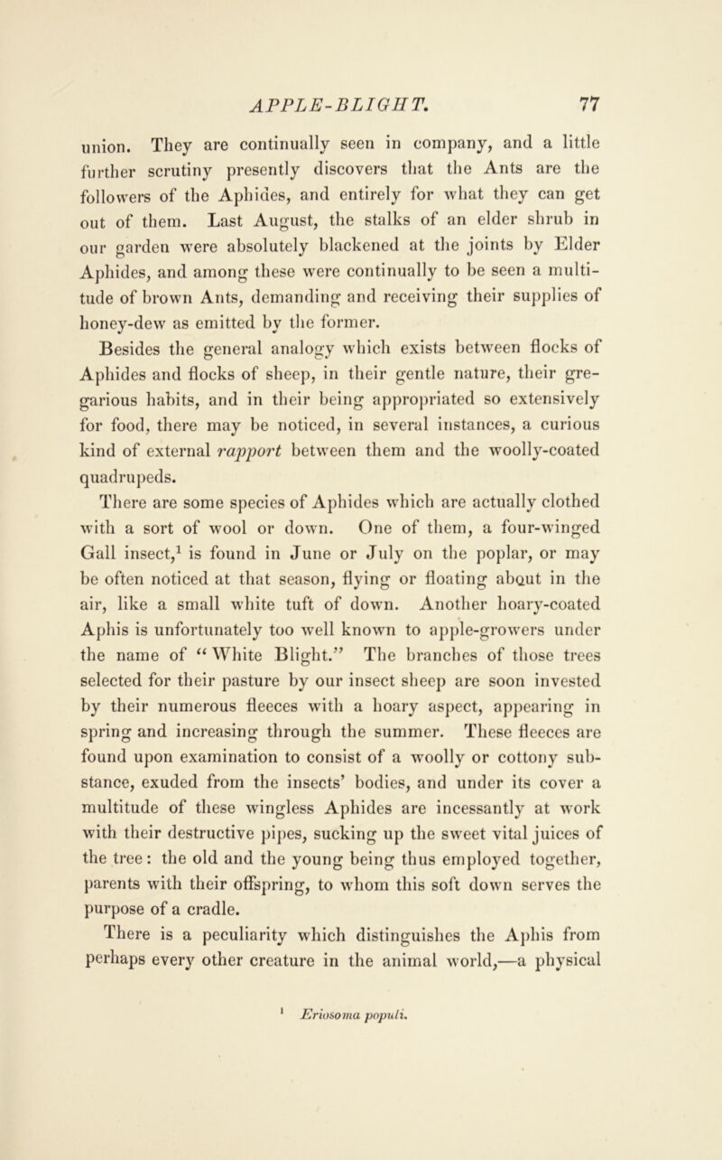 union. They are continually seen in company, and a little further scrutiny presently discovers that the Ants are the followers of the Aphides, and entirely for what they can get out of them. Last August, the stalks of an elder shrub in our garden were absolutely blackened at the joints by Elder Aphides, and among these were continually to be seen a multi- tude of brown Ants, demanding and receiving their supplies of honey-dew as emitted by the former. Besides the general analogy which exists between flocks of Aphides and flocks of sheep, in their gentle nature, their gre- garious habits, and in their being appropriated so extensively for food, there may be noticed, in several instances, a curious kind of external rapport between them and the woolly-coated quadrupeds. There are some species of Aphides which are actually clothed with a sort of wool or down. One of them, a four-winged Gail insect,^ is found in June or July on the poplar, or may be often noticed at that season, flying or floating about in the air, like a small white tuft of down. Another hoary-coated Aphis is unfortunately too w^ell known to apple-growers under the name of White Blight.’’ The branches of those trees selected for their pasture by our insect sheep are soon invested by their numerous fleeces wdth a hoary aspect, appearing in spring and increasing through the summer. These fleeces are found upon examination to consist of a w'oolly or cottony sub- stance, exuded from the insects’ bodies, and under its cover a multitude of these wingless Aphides are incessantly at work with their destructive pipes, sucking up the sweet vital juices of the tree: the old and the young being thus employed together, parents with their offspring, to whom this soft down serves the purpose of a cradle. There is a peculiarity which distinguishes the Ajdiis from perhaps every other creature in the animal world,—a physical 1 Eriosoma populi.