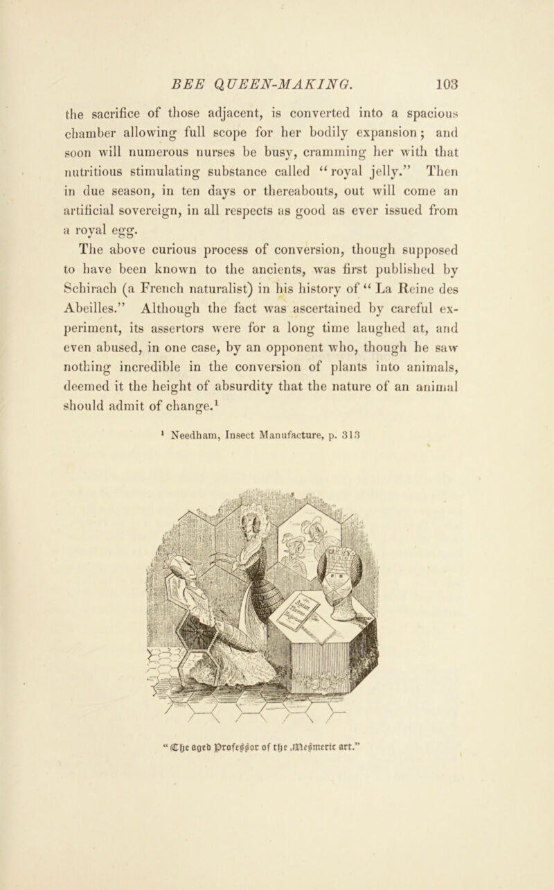 the sacrifice of those adjacent, is converted into a spacious chamber allowing full scope for her bodily expansion; and soon will numerous nurses be busy, cramming her with that nutritious stimulating substance called “ royal jelly.” Then in due season, in ten days or thereabouts, out will come an artificial sovereign, in all respects as good as ever issued from a royal egg. The above curious process of conversion, though supposed to have been known to the ancients, was first published by Schirach (a French naturalist) in his history of‘‘ La Reine des Abeilles.” Although the fact was ascertained by careful ex- periment, its assertors w^ere for a long time laughed at, and even abused, in one case, by an opponent who, though he saw nothing incredible in the conversion of plants into animals, deemed it the height of absurdity that the nature of an animal should admit of change.^ ' Needham, Insect Manufacture, p. 313 “ C&c aoeli Profc^^or of tDc ,me|mcrtc art.”