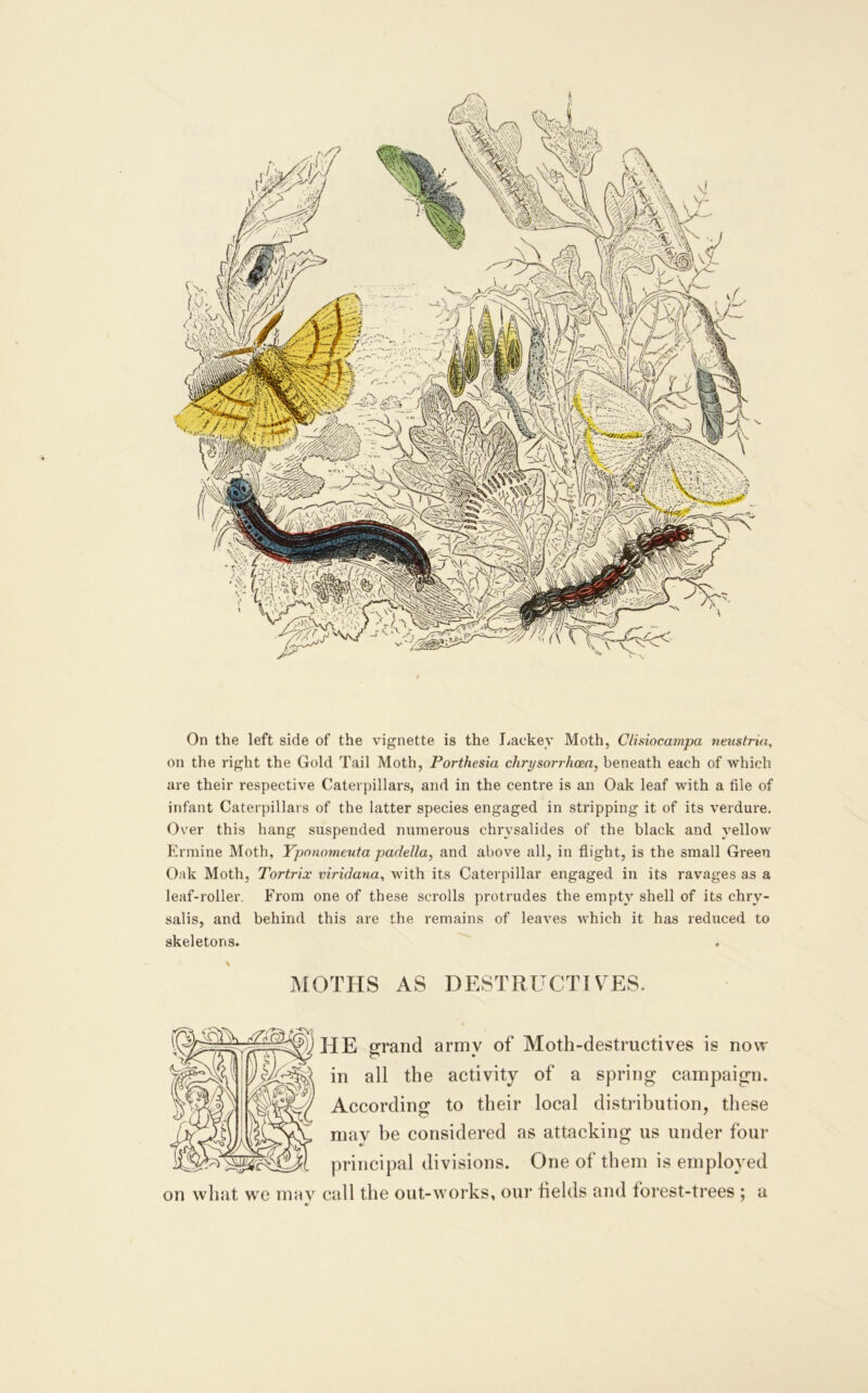 On the left side of the vignette is the Jiackey Moth, Clhiocampa neustrin, on the right the Gold Tail Moth, Porthesia chrysorrhcea, beneath each of which are their respective Caterpillars, and in the centre is an Oak leaf with a file of infant Caterpillars of the latter species engaged in stripping it of its verdure. Over this hang suspended numerous chrysalides of the black and yellow Ermine Moth, Yponommta padella, and above all, in flight, is the small Green Oak Moth, Tortrix viridana^ with its Caterpillar engaged in its ravages as a leaf-roller. From one of these scrolls protrudes the empty shell of its chry- salis, and behind this are the remains of leaves which it has reduced to skeletons. MOTHS AS DESTRUCTTV^ES. HE grand army of Moth-destructives is now in all the activity of a spring campaign. According: to their local distribution, these may be considered as attacking us under four principal divisions. One of them is employed on what we mav call the out-works, our helds and forest-trees ; a