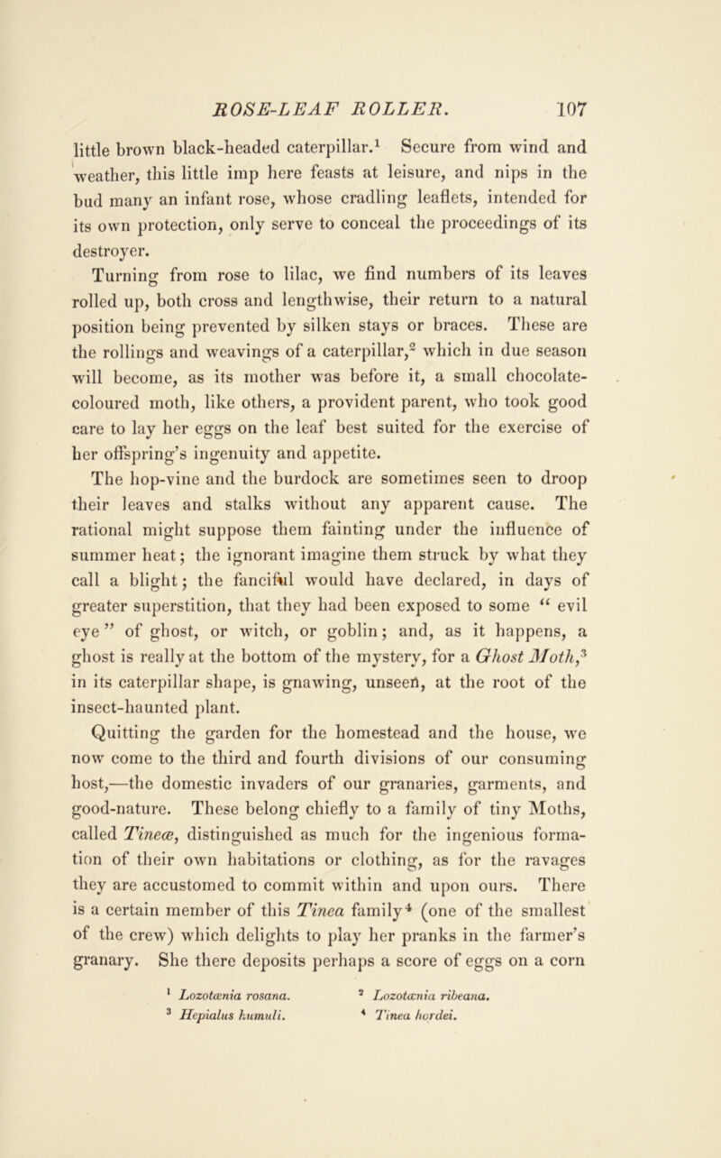 little brown black-beaded caterpillar.^ Secure from wind and 'weather, this little imp here feasts at leisure, and nips in the bud many an infant rose, whose cradling leaflets, intended for its own protection, only serve to conceal the proceedings of its destroyer. Turning: from rose to lilac, we find numbers of its leaves rolled up, both cross and lengthwise, their return to a natural position being prevented by silken stays or braces. These are the rollings and weavings of a caterpillar,^ which in due season will become, as its mother was before it, a small chocolate- coloured moth, like others, a provident parent, who took good care to lay her eggs on the leaf best suited for the exercise of her offspring’s ingenuity and appetite. The hop-vine and the burdock are sometimes seen to droop their leaves and stalks without any apparent cause. The rational might suppose them fainting under the influence of summer heat; the ignorant imagine them struck by what they call a blight; the fancifVil would have declared, in davs of greater superstition, that they had been exposed to some evil eye ” of ghost, or witch, or goblin; and, as it happens, a ghost is really at the bottom of the mystery, for a Ghost Moth^^ in its caterpillar shape, is gnawing, unseen, at the root of the insect-haunted plant. Quitting the garden for the homestead and the house, we now come to the third and fourth divisions of our consuming host,—the domestic invaders of our granaries, garments, and good-nature. These belong chiefly to a family of tiny Moths, called TinecBy distinguished as much for the ingenious forma- tion of their own habitations or clothing, as for the ravages they are accustomed to commit within and upon ours. There is a certain member of this Tinea family** (one of the smallest’ of the crew) which delights to play her pranks in the farmer’s granary. She there deposits j)erhaps a score of eggs on a corn ^ Lozotccnia rosana. ^ Hepialus humuli. ^ Lozotccnia riheana. * Tinea hordei.