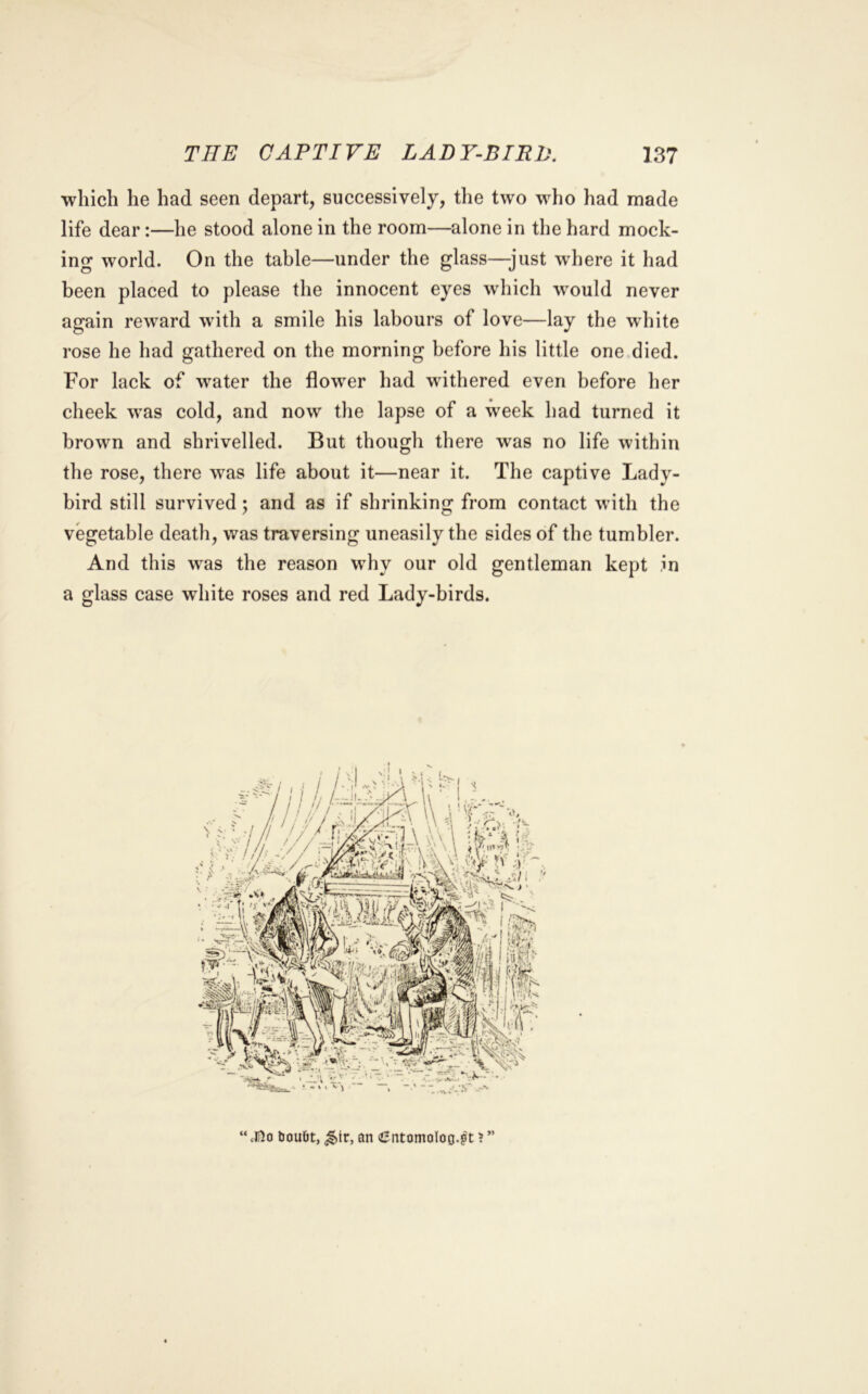 which he had seen depart, successively, the two who had made life dear:—he stood alone in the room—alone in the hard mock- ing world. On the table—under the glass—just where it had been placed to please the innocent eyes which would never again reward with a smile his labours of love—lay the white rose he had gathered on the morning before his little one died. For lack of water the flower had withered even before her cheek was cold, and now the lapse of a week had turned it brown and shrivelled. But though there was no life within the rose, there was life about it—near it. The captive Lady- bird still survived; and as if shrinking from contact with the vegetable death, was traversing uneasily the sides of the tumbler. And this was the reason why our old gentleman kept in a glass case white roses and red Lady-birds. “ clI5o Ijoufit, ^ir, an (Cntomoloo-^t ? ”