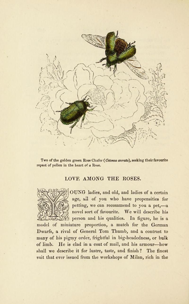 T wo of the golden green Rose Chafer ( Cetonia auratd), seeking their favourite repast of pollen in the heart of a Rose. LOVF, AMONG THE ROSES. OUNG ladies, and old, and ladies of a certain age, all of you who have propensities for petting, we can recommend to you a pet,—a novel sort of favourite. We will describe his })erson and his qualities. In figure, he is a model of miniature proportion, a match for the German Dwarfs, a rival of General Tom Thumb, and a contrast to many of his pigmy order, frightful in big-headedness, or bulk of limb. He is clad in a coat of mail, and his armour—how shall we describe it for lustre, taste, and finish ? The finest suit that ever issued from the workshops of Milan, rich in the