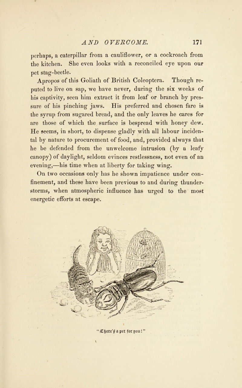 perhaps, a caterpillar from a cauliflower, or a cockroach from the kitchen. She even looks with a reconciled eye upon our pet stag-beetle. Apropos of this Goliath of British Coleoptera. Though re- puted to live on sap, we have never, during the six weeks of his captivity, seen him extract it from leaf or branch by pres- sure of his pinching jaws. His preferred and chosen fare is the syrup from sugared bread, and the only leaves he cares for are those of which the surface is bespread wdth honey dew. He seems, in short, to dispense gladly wdth all labour inciden- tal by nature to procurement of food, and, provided alw^ays that he be defended from the unwelcome intrusion (by a leafy canopy) of daylight, seldom evinces restlessness, not even of an evening,—his time when at liberty for taking wing. On two occasions only has he shown impatience under con- finement, and these have been previous to and during thunder- storms, when atmospheric influence has urged to the most energetic efforts at escape. '* fCDctc’^ a pet forpou!”