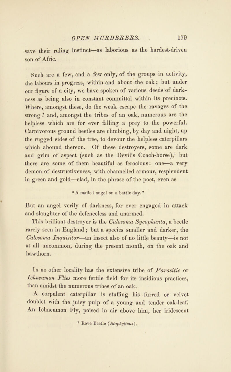 save their ruling instinct—as laborious as the hardest-driven son of Afric. Such are a few, and a few only, of the groups in activity, the labours in progress, within and about the oak; but under our figure of a city, we have spoken of various deeds of dark- ness as being also in constant committal within its precincts. Where, amongst these, do the weak escape tlie ravages of the strong ? and, amongst the tribes of an oak, numerous are the helpless which are for ever falling a prey to the powerful. Carnivorous ground beetles are climbing, by day and night, up the rugged sides of the tree, to devour the helpless caterpillars which abound thereon. Of these destroyers, some are dark and grim of aspect (such as the Devil’s Coach-horse),^ but there are some of them beautiful as ferocious: one—a very demon of destructiveness, with channelled armour, resplendent in green and gold—clad, in the phrase of the poet, even as “ A mailed angel on a battle day.” But an angel verily of darkness, for ever engaged in attack and slaughter of the defenceless and unarmed. This brilliant destroyer is the Calosoma Sycophanta, a beetle rarely seen in England; but a species smaller and darker, the Calosoma Inquisitor—an insect also of no little beauty—is not at all uncommon, during the present month, on the oak and hawthorn. In no other locality has the extensive tribe of Parasitic or Ichneumon Flies more fertile field for its insidious practices, than amidst the numerous tribes of an oak. A corpulent caterpillar is stufl[ing his furred or velvet doublet with the juicy pulp of a young and tender oak-leaf. An Ichneumon Fly, poised in air above him, her iridescent * Kove Beetle (^Staphylinus).