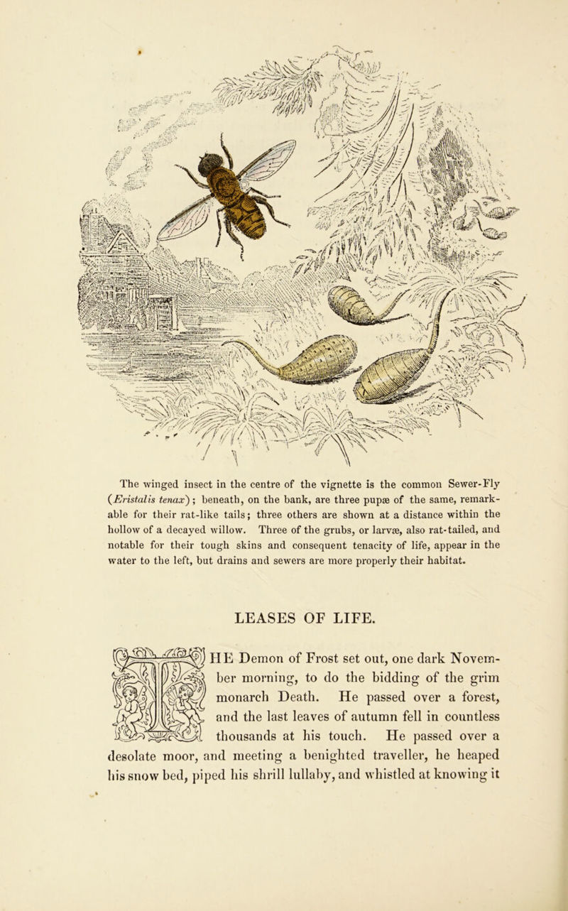 /jaiy i:^; IrtSiK The winged insect in the centre of the vignette is the common Sewer-Fly {Eristalis tenax); beneath, on the bank, are three pupae of the same, remark- able for their rat-like tails; three others are shown at a distance within the hollow of a decayed willow. Three of the grubs, or larvae, also rat-tailed, and notable for tbeir tough skins and consequent tenacity of life, appear in the water to the left, but drains and sewers are more properly their habitat. LEASES OF LIFE. HE Demon of Frost set out, one dark Novem- ber morning, to do the bidding of the grim monarch Death. He passed over a forest, and the last leaves of autumn fell in countless thousands at his touch. He passed over a desolate moor, and meeting a benighted traveller, he heaped his snow bed, piped his shrill lullaby, and whistled at knowing it