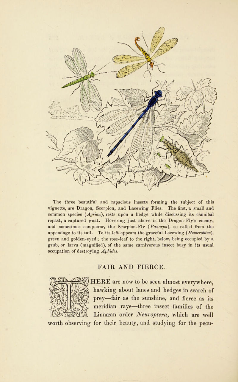 The three beautiful and rapacious insects forming the subject of this vignette, are Dragon, Scorpion, and Lacevving Flies. The first, a small and common species {Agrion), rests upon a hedge while discussing its cannibal repast, a captured gnat. Hovering just above is the Dragon-Fly’s enemy, and sometimes conqueror, the Scorpion-Fly (^Panorpa), so called from the appendage to its tail. To its left appears the graceful Lacewing (Hemerobius), green and golden-eyed; the rose-leaf to the right, below, being occupied by a grub, or larva (magnified), of the same carnivorous insect busy in its usual occupation of destroying Aphides. FAIR AND FIERCE. HERE are now to be seen almost everywhere, hawking about lanes and hedges in search of prey—fair as the sunshine, and fierce as its meridian rays—three insect families of the Linnaean order Neuroptera, which are well worth observing for their beauty, and studying for the pecu-