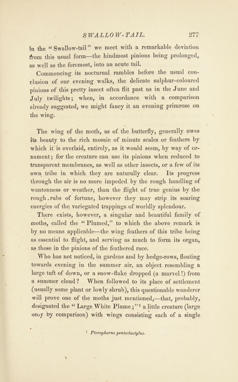 in the Swallow-tail we meet w'itli a remarkable deviation l^-om this usual form—the hindmost pinions being prolonged, as well as the foremost, into an acute tail. Commencing its nocturnal rambles before the usual con- clusion of our evening w^alks, the delicate sulphur-coloured pinions of this pretty insect often flit past us in the June and July twilights; wdien, in accordance wdth a comparison already suggested, we might fancy it an evening primrose on the wing. The wing of the moth, as of the butterfly, generally owes its beauty to the rich mosaic of minute scales or feathers by which it'is overlaid, entirely, as it w’ould seem, by w^ay of or- nament ; for the creature can use its pinions wdien reduced to transparent membranes, as w^ell as other insects, or a few of its owm tribe in which they are naturally clear. Its progress through the air is no more impeded by the rough handling of wantonness or weather, than the flight of true genius by the rough,rubs of fortune, how'ever they may strip its soaring energies of the variegated trappings of worldly splendour. There exists, how'ever, a singular and beautiful family of moths, called the Plumed,” to which the above remark is by no means applicable—the wdng feathers of this tribe being as essential to flight, and serving as much to form its organ, as those in the pinions of the feathered race. Who has not noticed, in gardens and by hedge-rows, floating towards evening in the summer air, an object resembling a large tuft of down, or a snow-flake dropped (a marvel!) from a summer cloud ? When followed to its place of settlement (usually some plant or lowly shrub), this questionable wanderer will prove one of the moths just mentioned,—that, probably, designated the Large White Plume a little creature (large oniy by comparison) wdth wings consisting each of a single PteropJiorus pxntadactyluz. 1