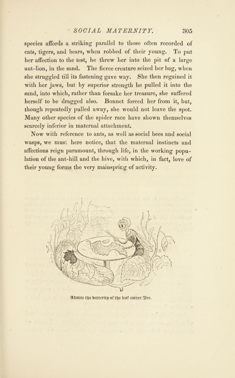 species aifords a striking parallel to those often recorded of cats, tigers, and bears, when robbed of their young. To put her affection to the test, he threw her into the pit of a large ant-lion, in the sand. The fierce creature seized her bag, when she struggled till its fastening gave way. She then regained it with her jaws, but by superior strength lie pulled it into the sand, into which, rather than forsake her treasure, she suffered herself to be dragged also. Bonnet forced her from it, but, though repeatedly pulled away, she would not leave the spot. Many other species of the spider race have shown themselves scarcely inferior in maternal attachment. Now with reference to ants, as well as social bees and social wasps, we must here notice, that the maternal instincts and affections reign paramount, through life, in the working popu- lation of the ant-hill and the hive, with which, in fact, love of their young forms the very mainspring of activity. ?tbmire tDc beptcritp of tpc leaf cutter ^cc.