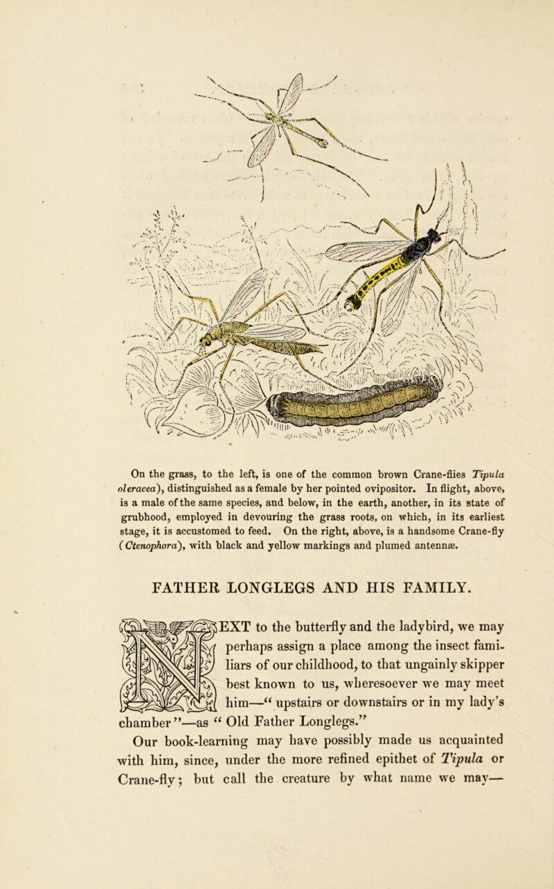 / t On the grass, to the left, is one of the common brown Crane-flies Tipula oleracea)y distinguished as a female by her pointed ovipositor. In flight, above, is a male of the same species, and below, in the earth, another, in its state of grubhood, employed in devouring the grass roots, on which, in its earliest stage, it is accustomed to feed. On the right, above, is a handsome Crane-fly ( Ctenophora), with black and yellow markings and plumed antennae. FATHER LONGLEGS AND HIS FAMILY. EXT to the butterfly and the ladybird, we may perhaps assign a place among the insect fami- liars of our childhood, to that ungainly skipper best known to us, wheresoever we may meet him—‘‘ upstairs or downstairs or in my lady’s chamber’’—as Old Father Longlegs.” Our book-learning may have possibly made us acquainted with him, since, under the more refined epithet of Tipula or Crane-fly; but call the creature by what name we may—